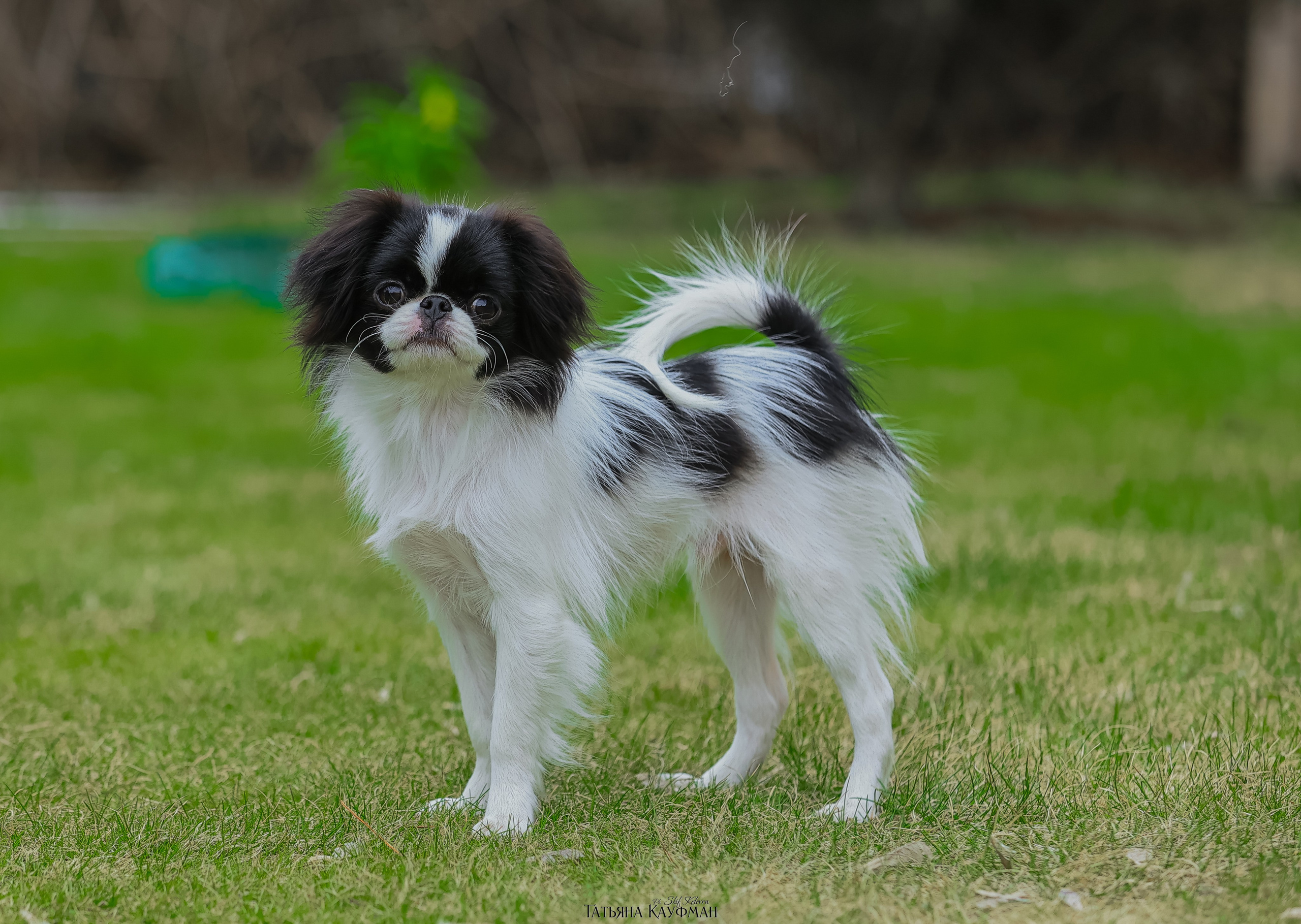 Японский хин, фотография японский хин, собака в цветах, красивая собака, фотограф анималист, фотокурс Анималистика, научиться фотографировать собак, фотограф Новосибирск