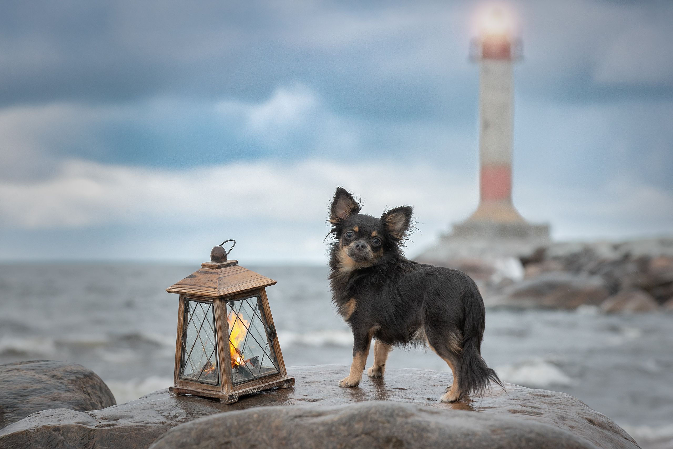 Фотограф анималист в Санкт-Петербурге Светлана Писарева