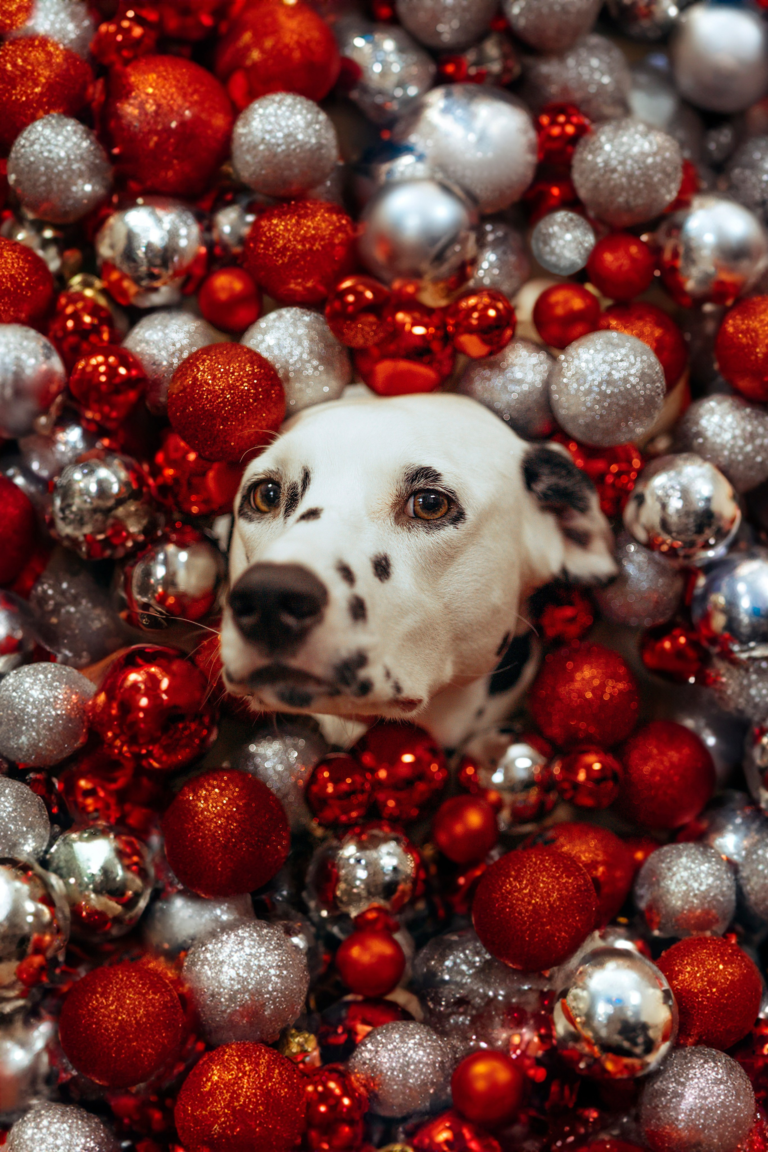 Анастасия Белаш