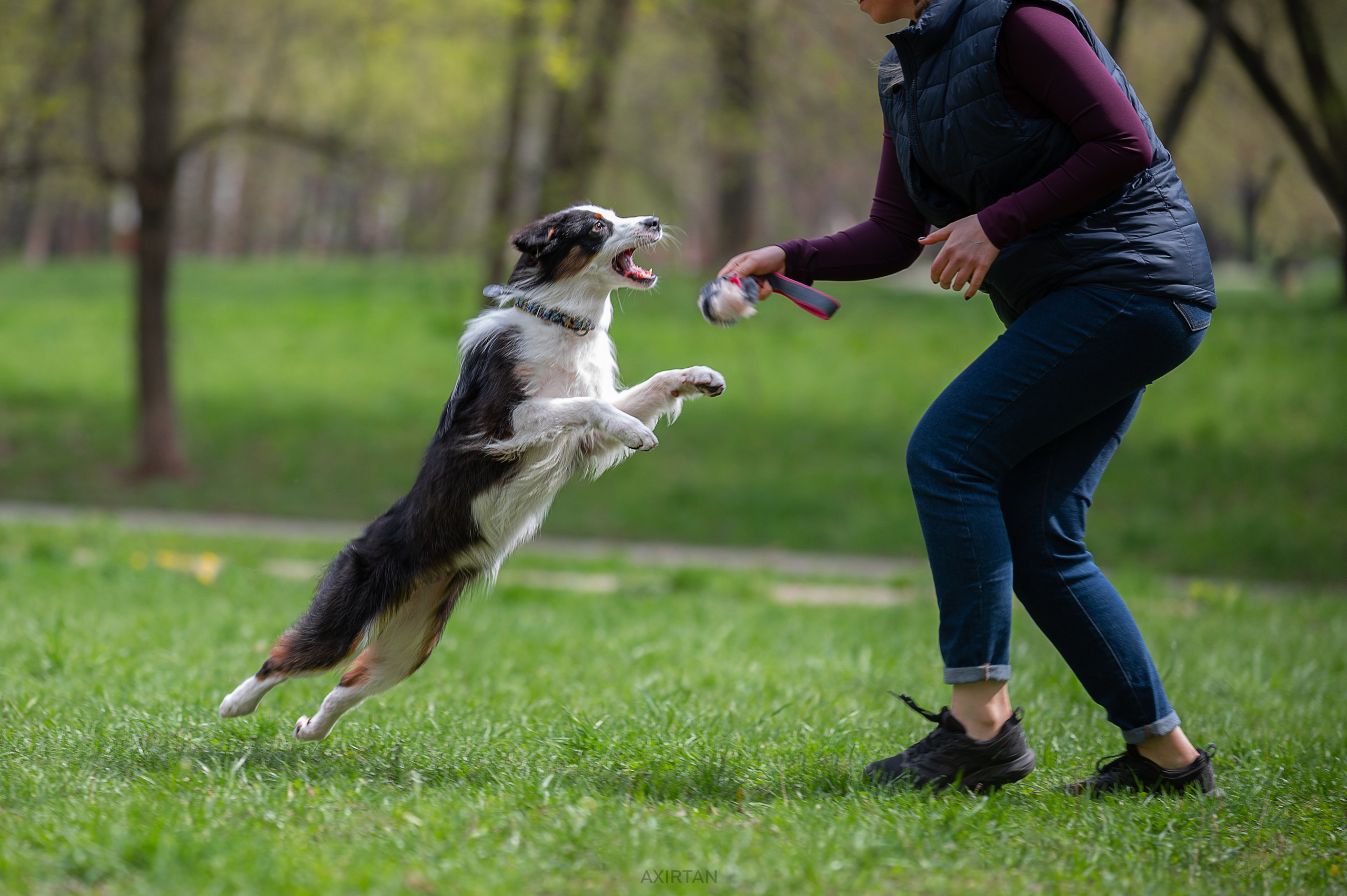 Ива. BLGKV питомник собак