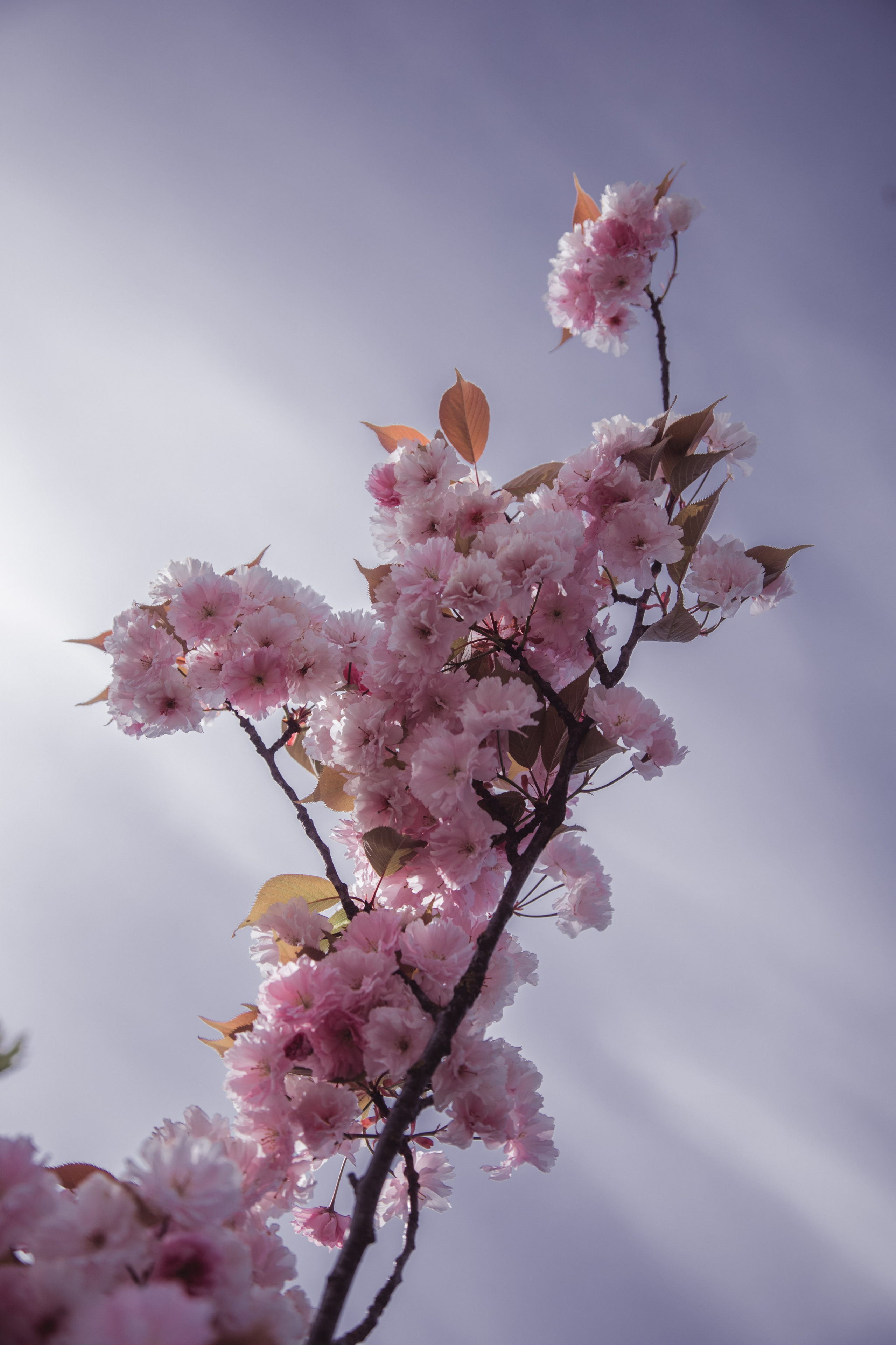 — Digital Noise —