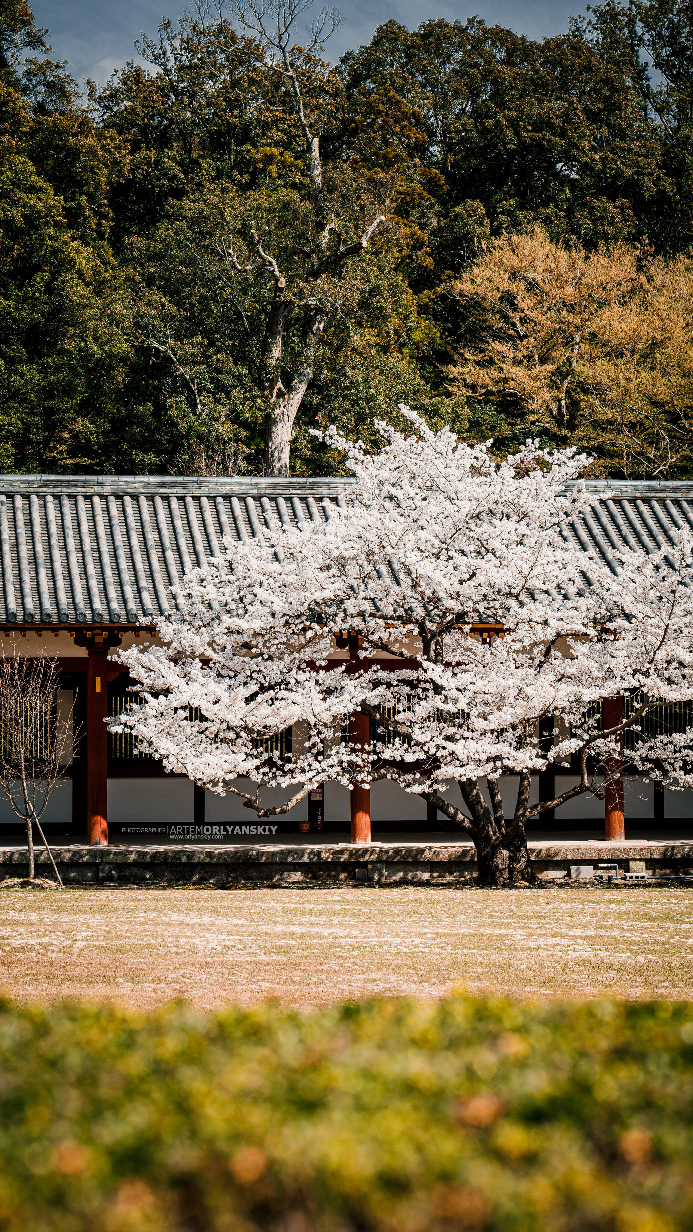 Невероятная Япония: Сезон Цветение Сакуры. Свадебный и Студийный фотограф из Казахстана Артем Орлянский
