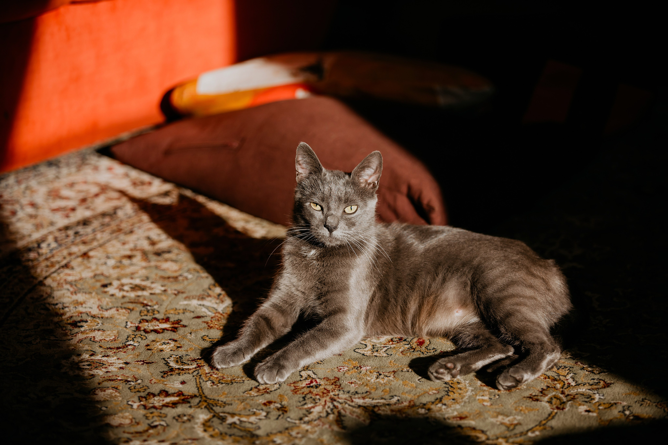 Фотосессия дома с Сиба-ину. Фотограф-анималист в Краснодаре Маша Мельникова