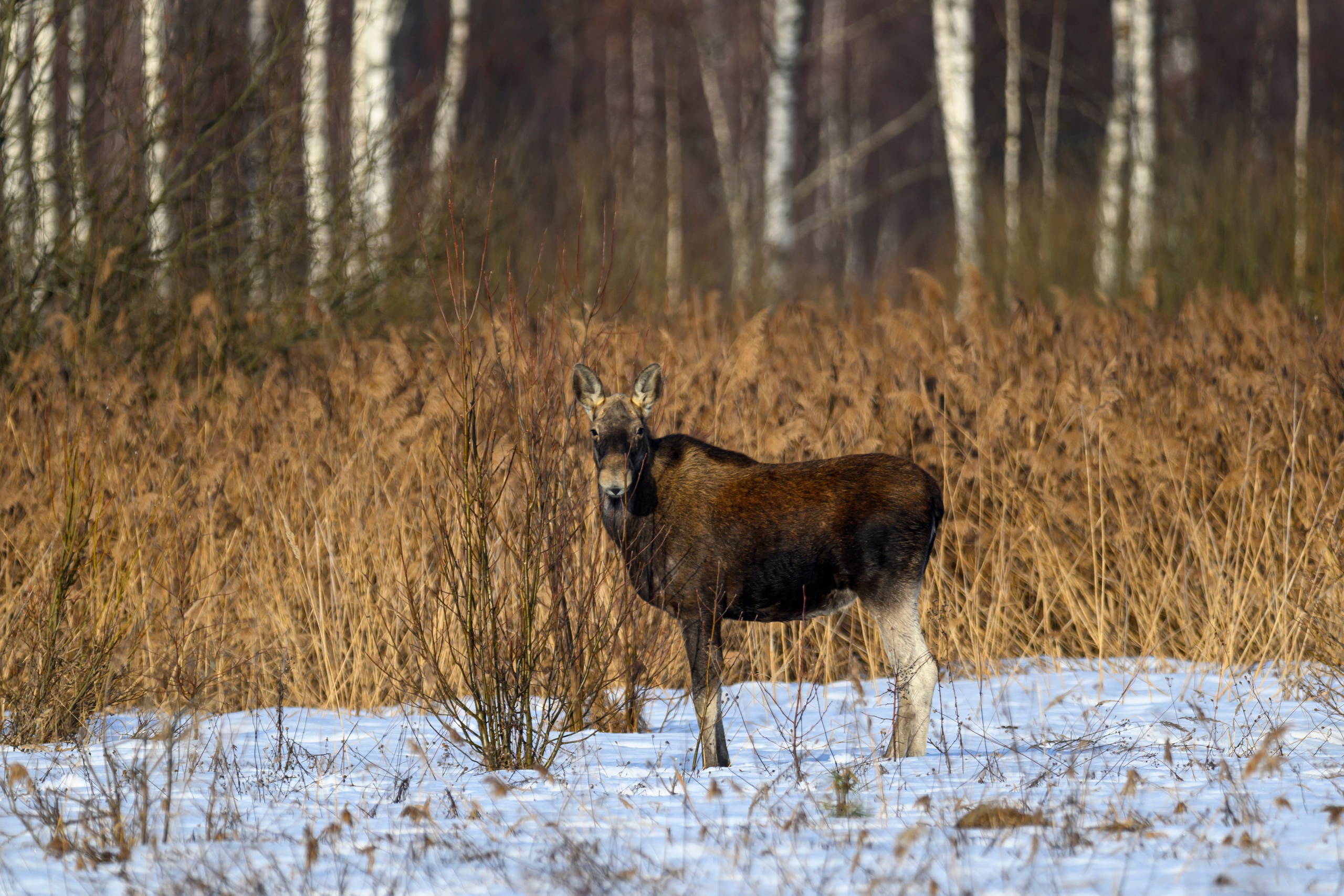 Лоси и куропатки. Фотограф Сергей Пупонин