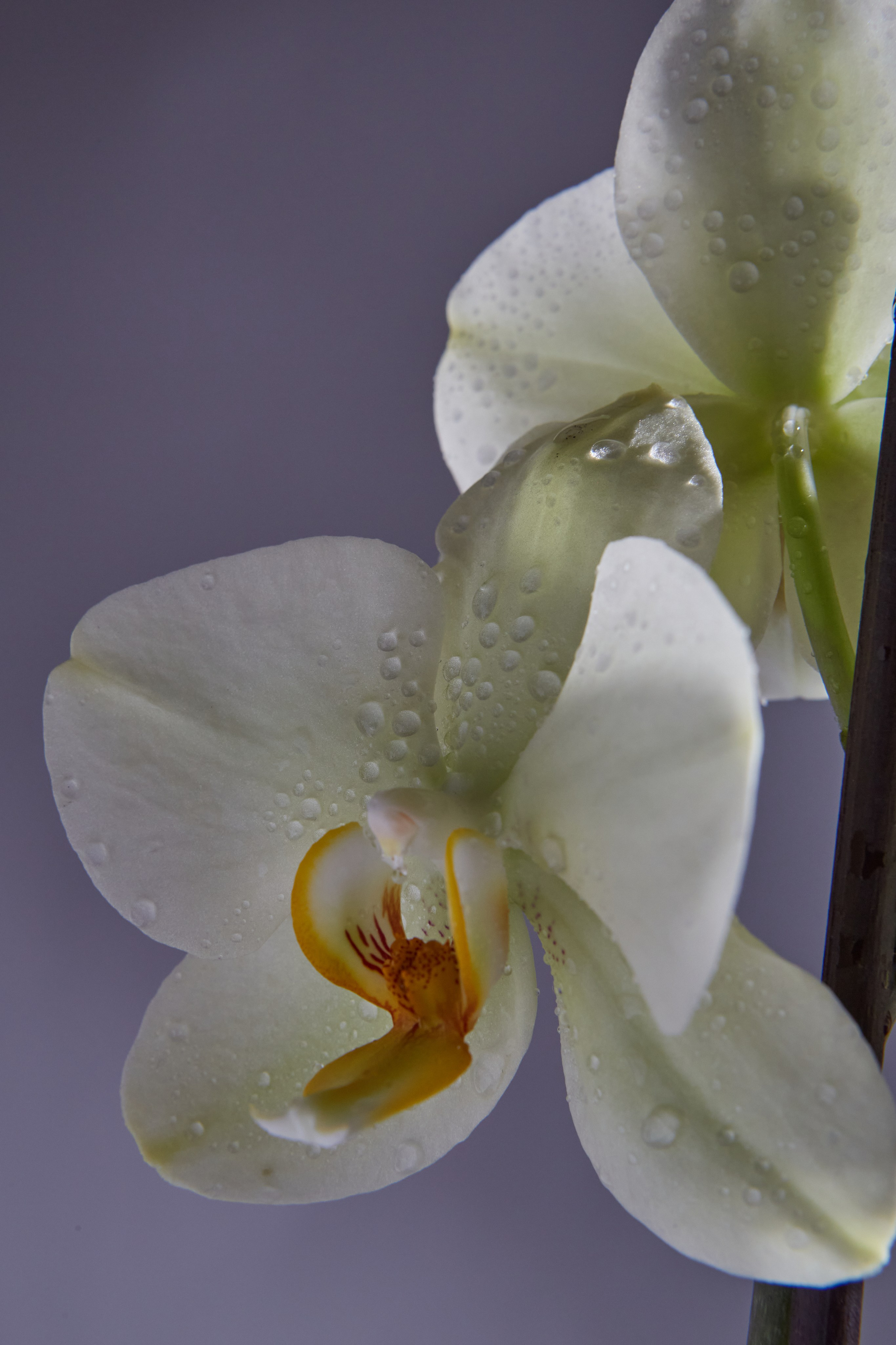 HEYDAY. Daria Blinova