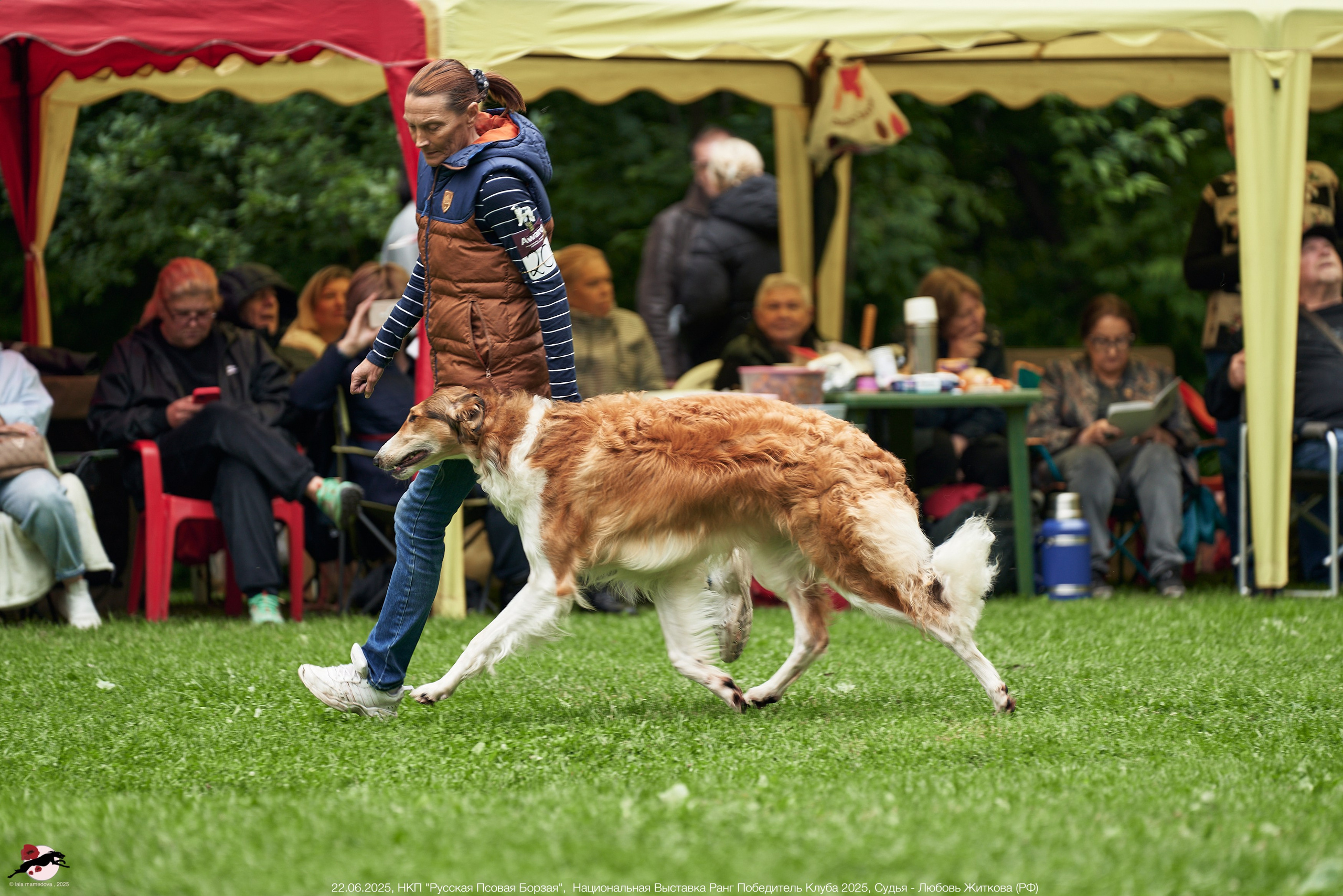 22.06.2025 | Национальная Выставка НКП "Русская Псовая Борзая"