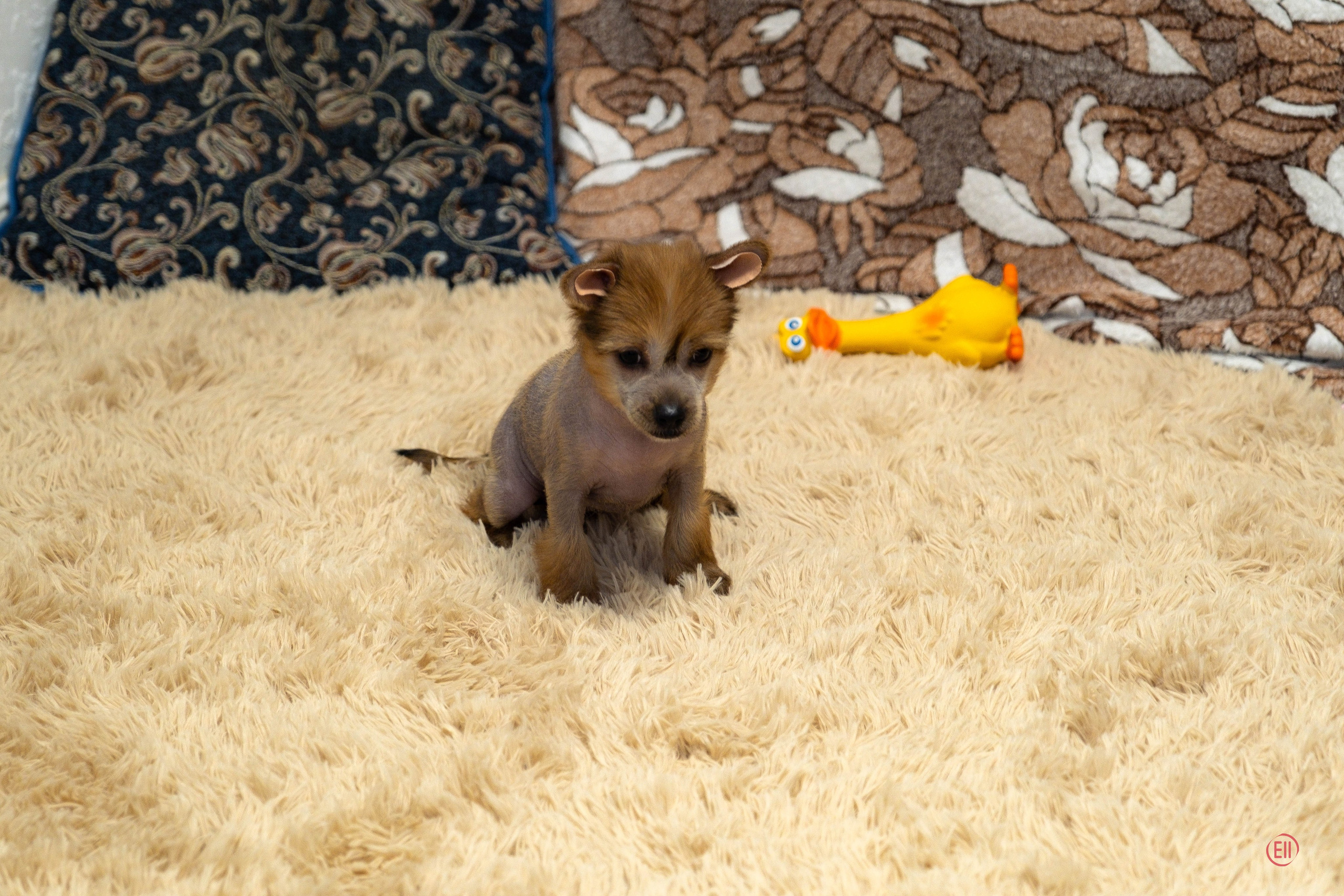 Poale Ell Gloria. Chinese Crested Dog Kennel Poale Ell