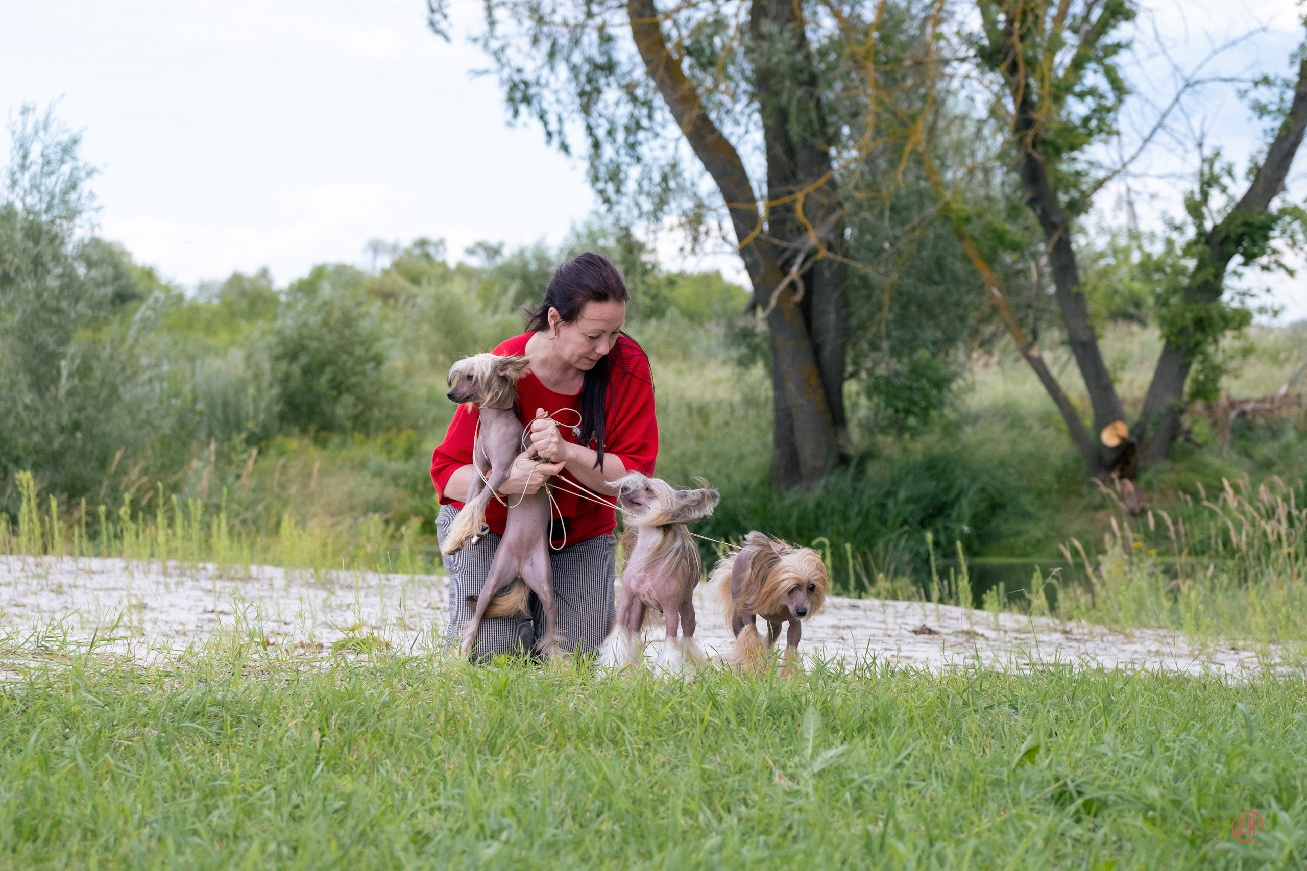 Липецк. Выставка собак. Питомник китайских хохлатых собак Poale Ell: купить щенка