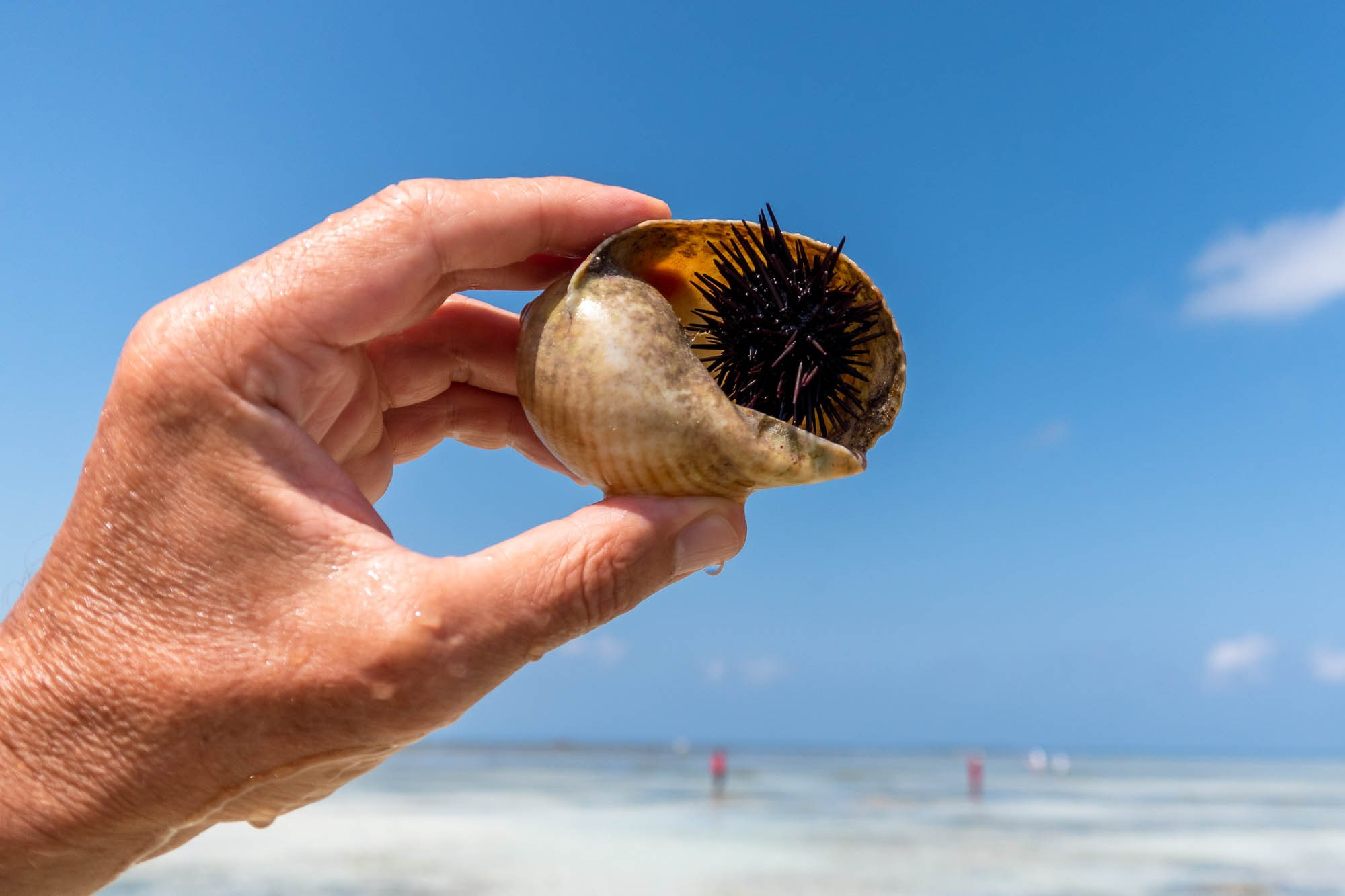 Африка, Танзания, Занзибар, Нунгви. Africa, Tanzania, Zanzibar, Nungwi. Фотограф Алексей Скоробогатько