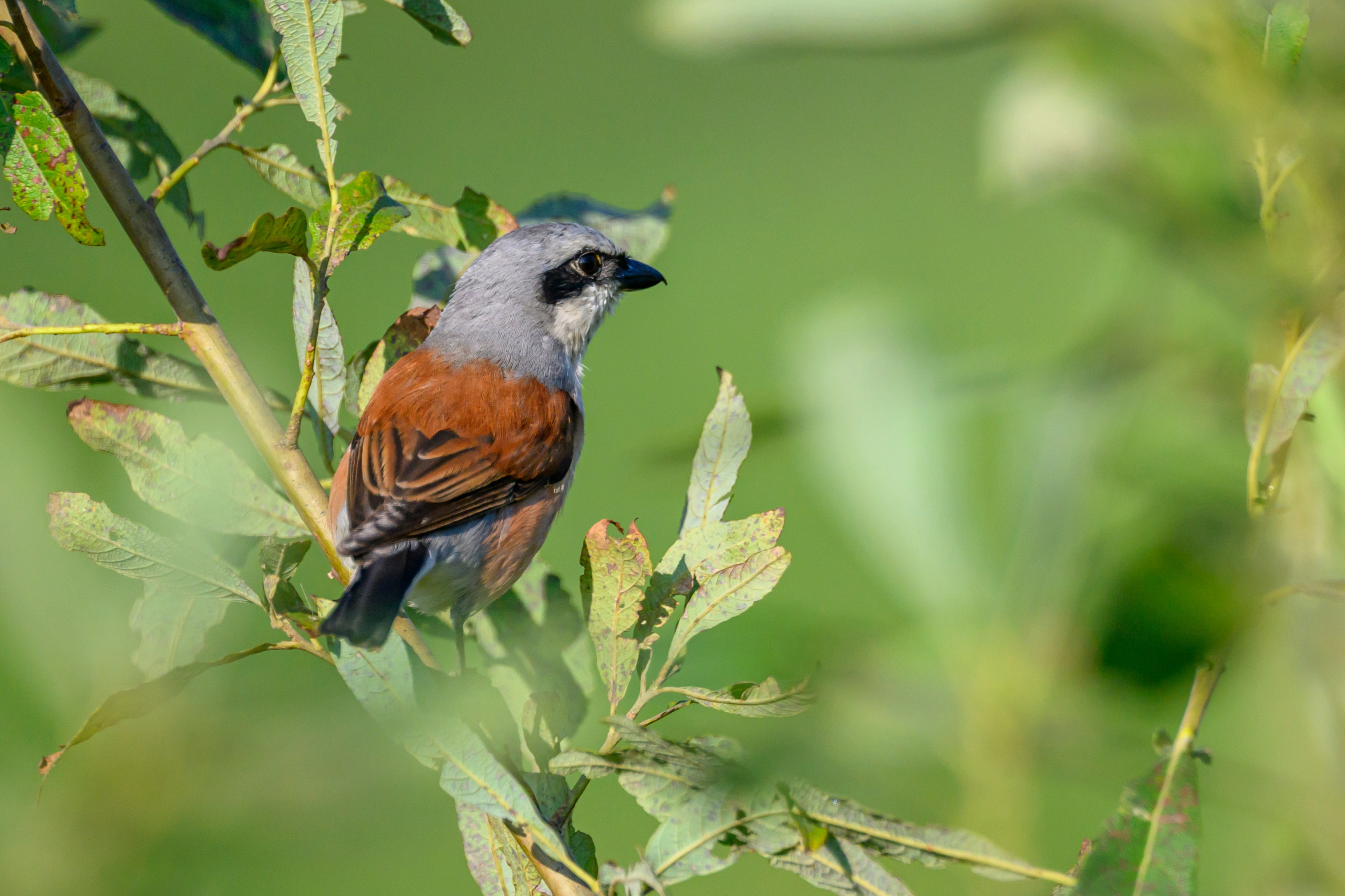 Стычка луня и осоеда, журавли. Wildlife photography by Sergey Puponin