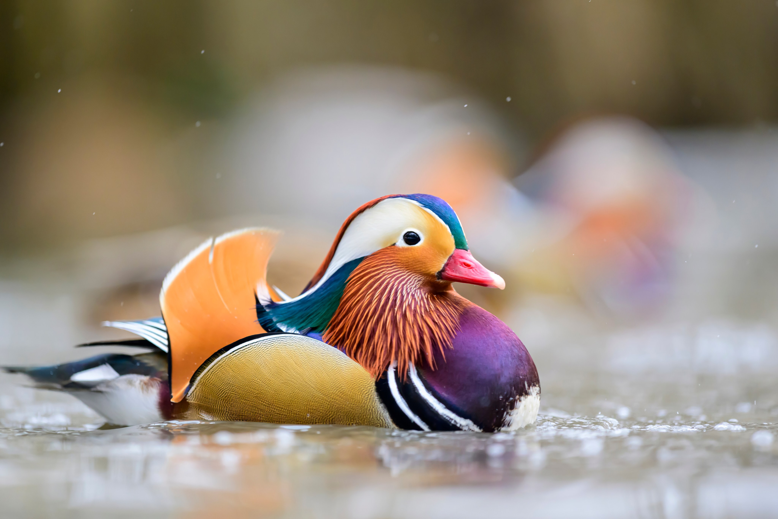 Мандаринки Mandarin ducks. Wildlife photography by Sergey Puponin