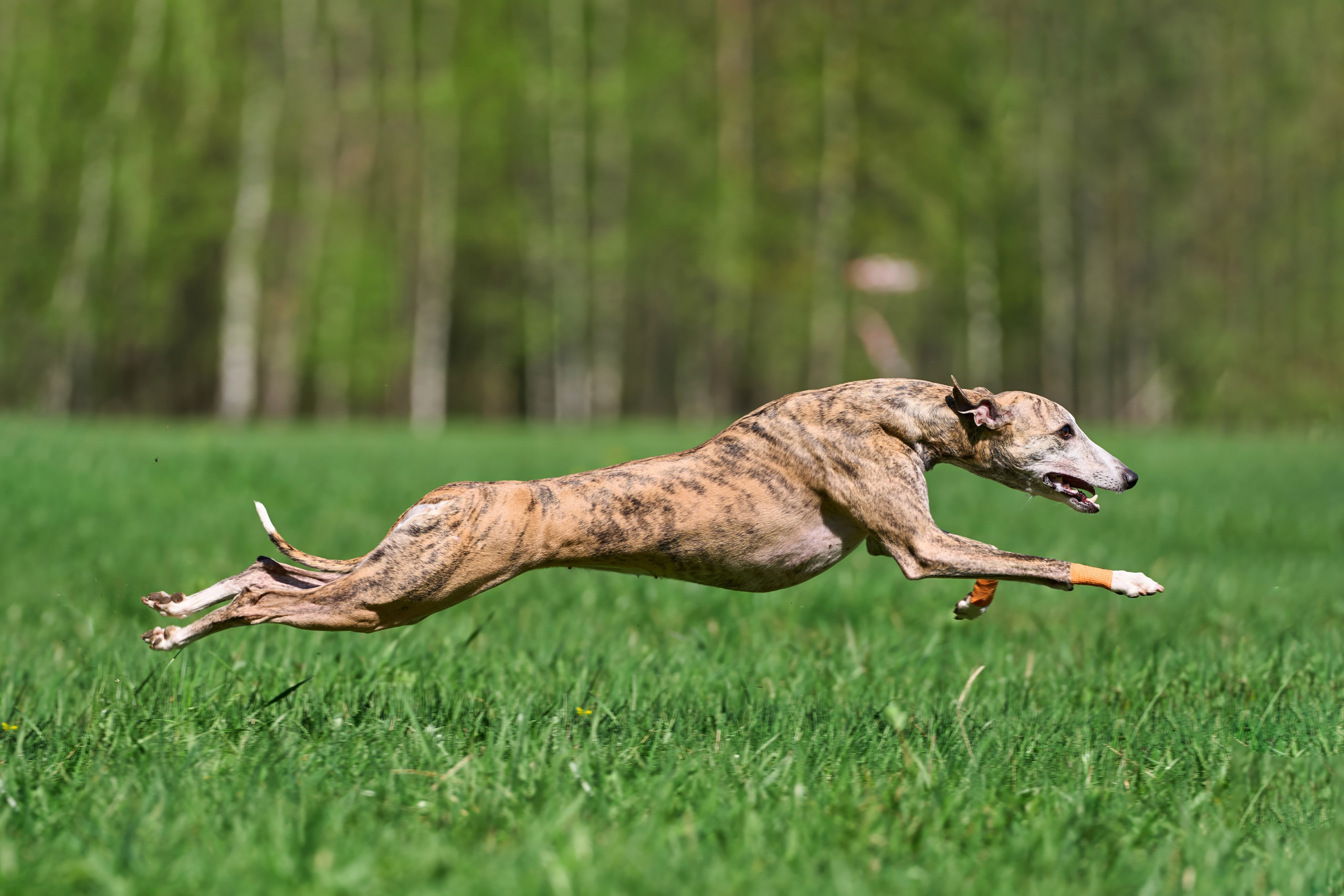 Тренировка по курсингу Донино. Фотограф-анималист Михаил Манухин