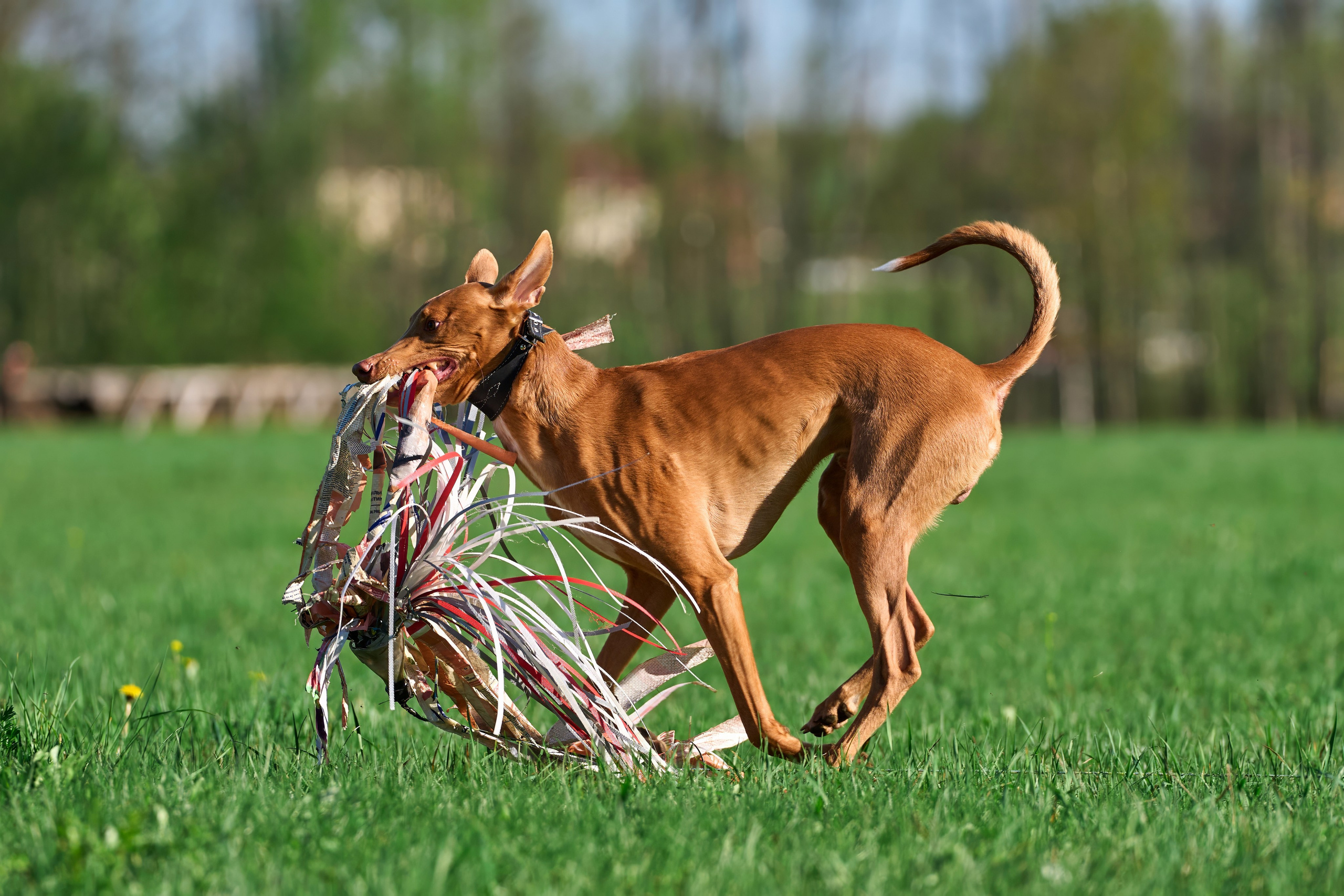 Тренировка по курсингу Донино. Фотограф-анималист Михаил Манухин