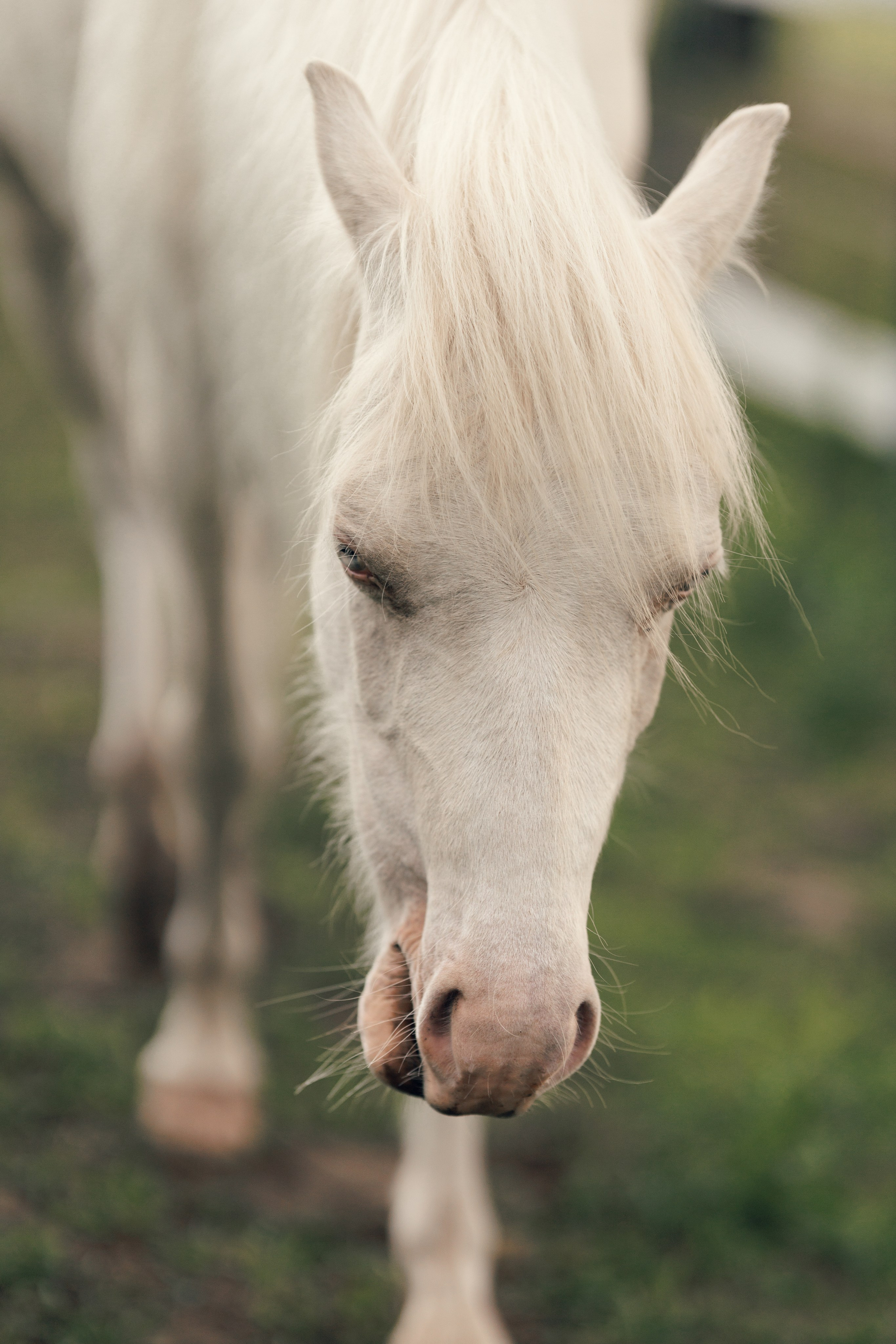 фотосессия с белой пони
