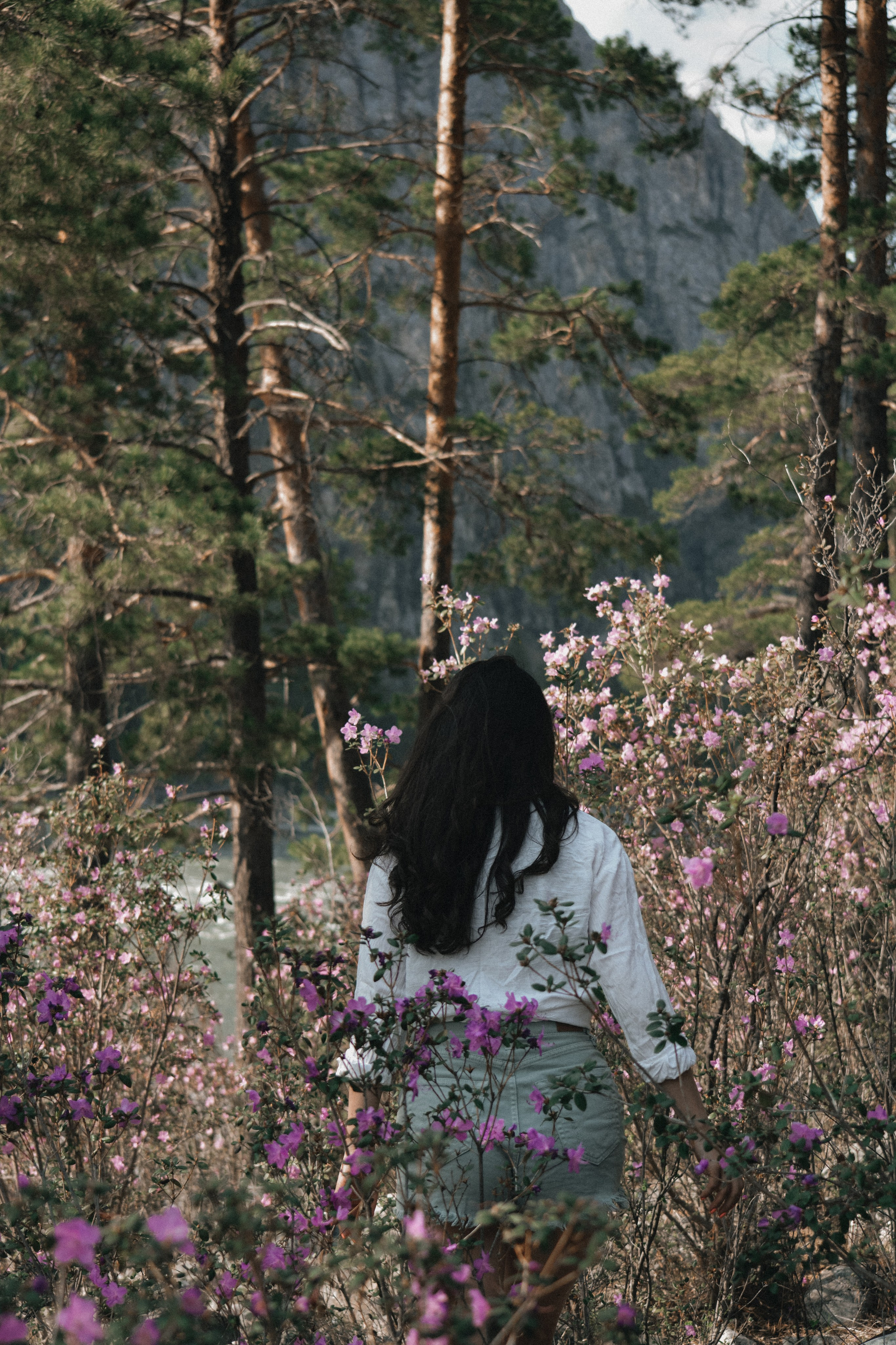 Цветение маральника на Алтае 2026. Фотограф. Алтай