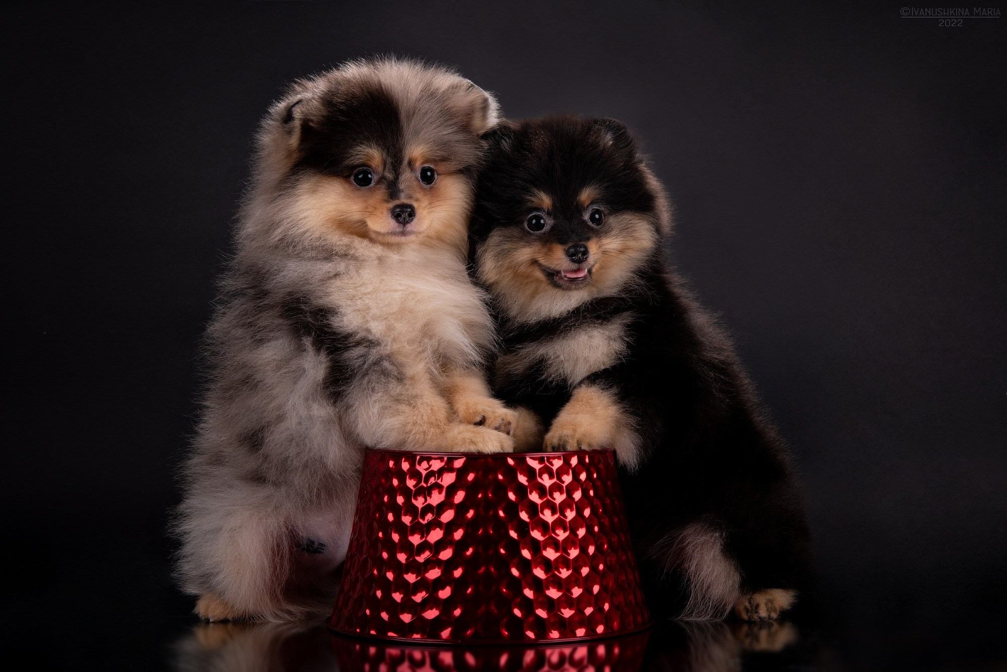 мраморный шпиц