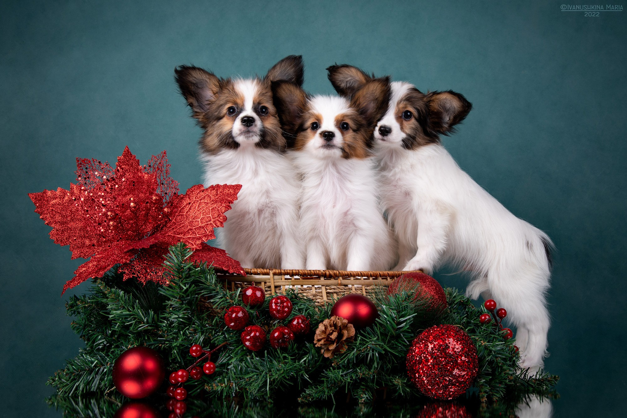 щенки папийона