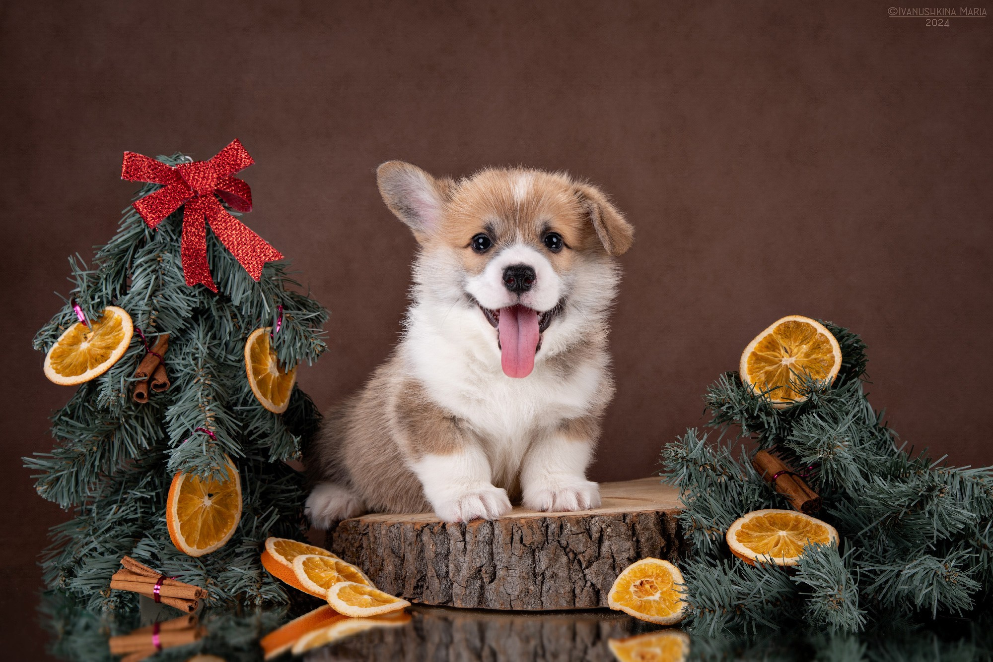 Фотосессия щенков на фонах. Фотограф собак в Москве и Московской области Иванушкина Мария
