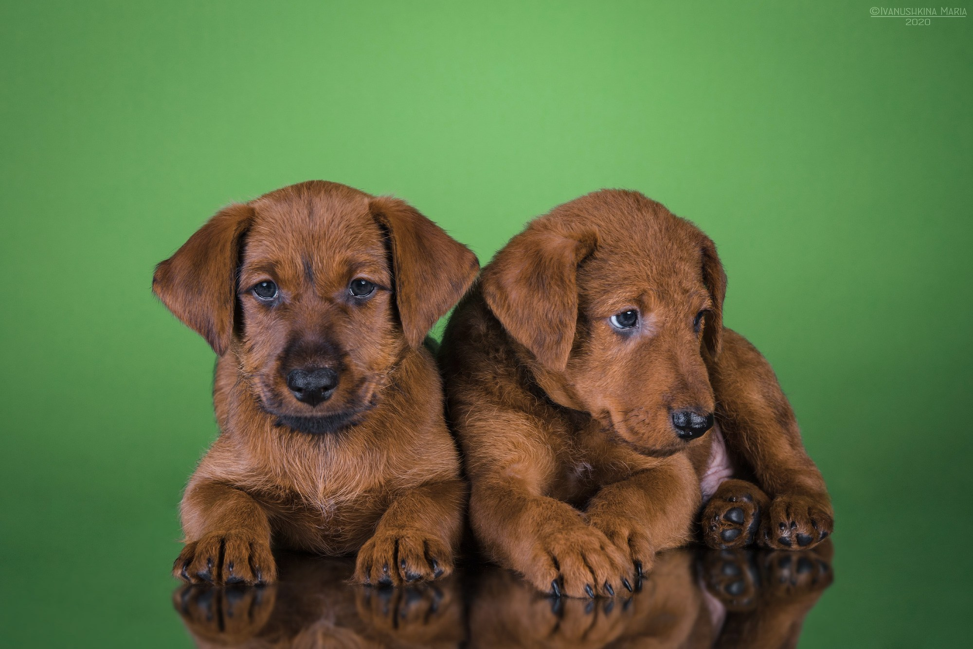 ирландский терьер