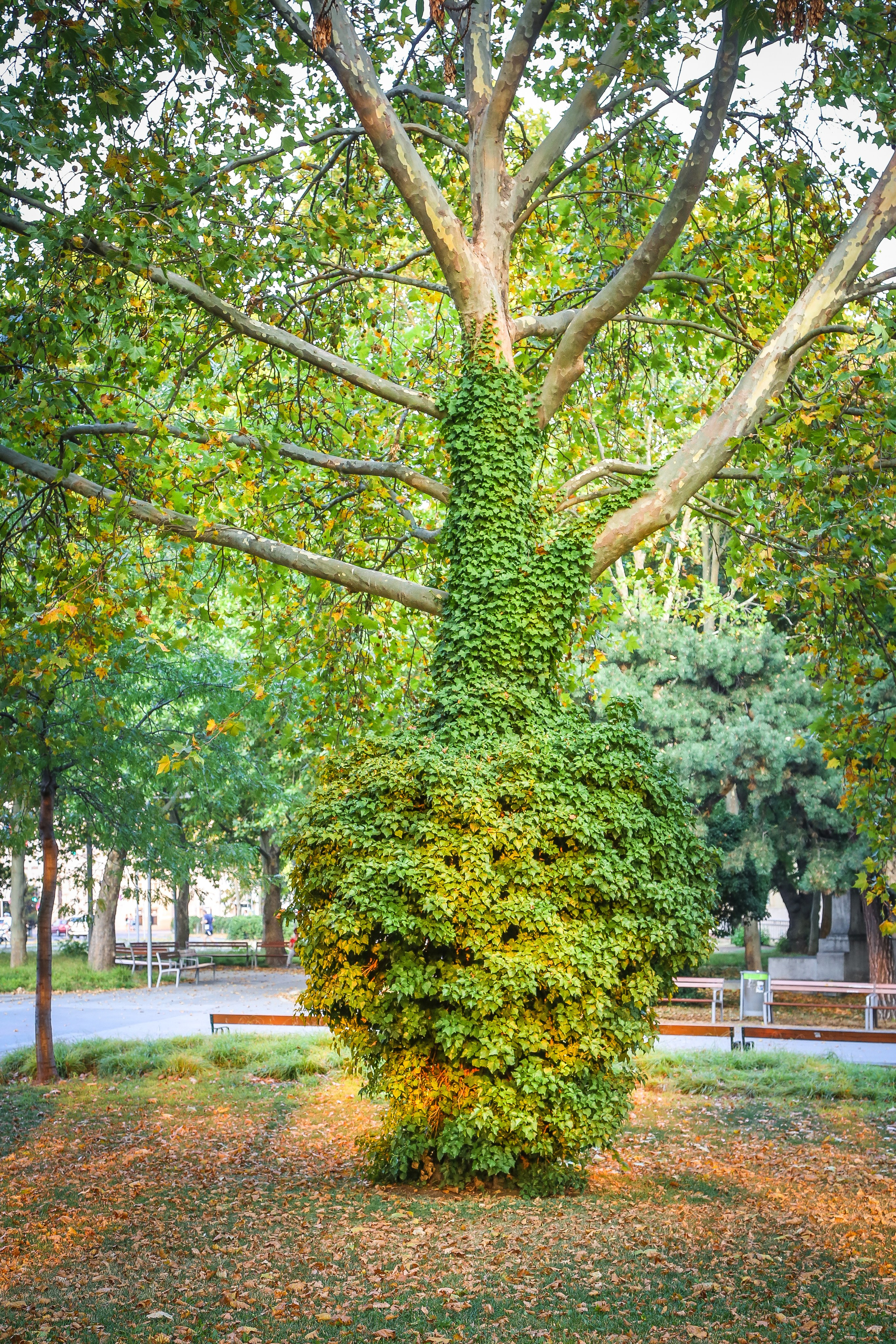 Австрия: Музыкальная Вена. Дарья Письменюк / Darya Leitstern — фотограф, музыкант, журналист, путешественник