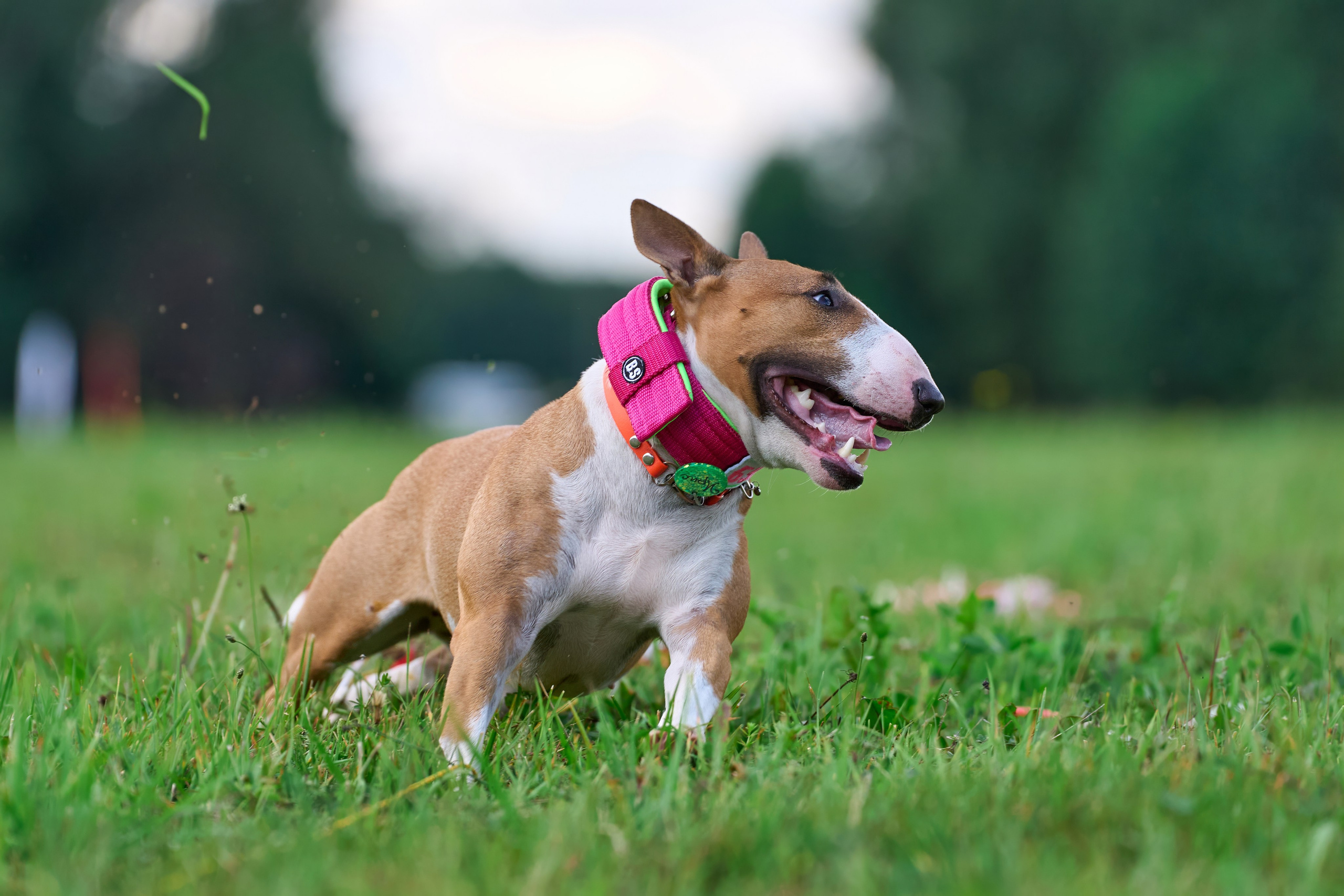 Тренировка в Донино. Фотограф-анималист Михаил Манухин