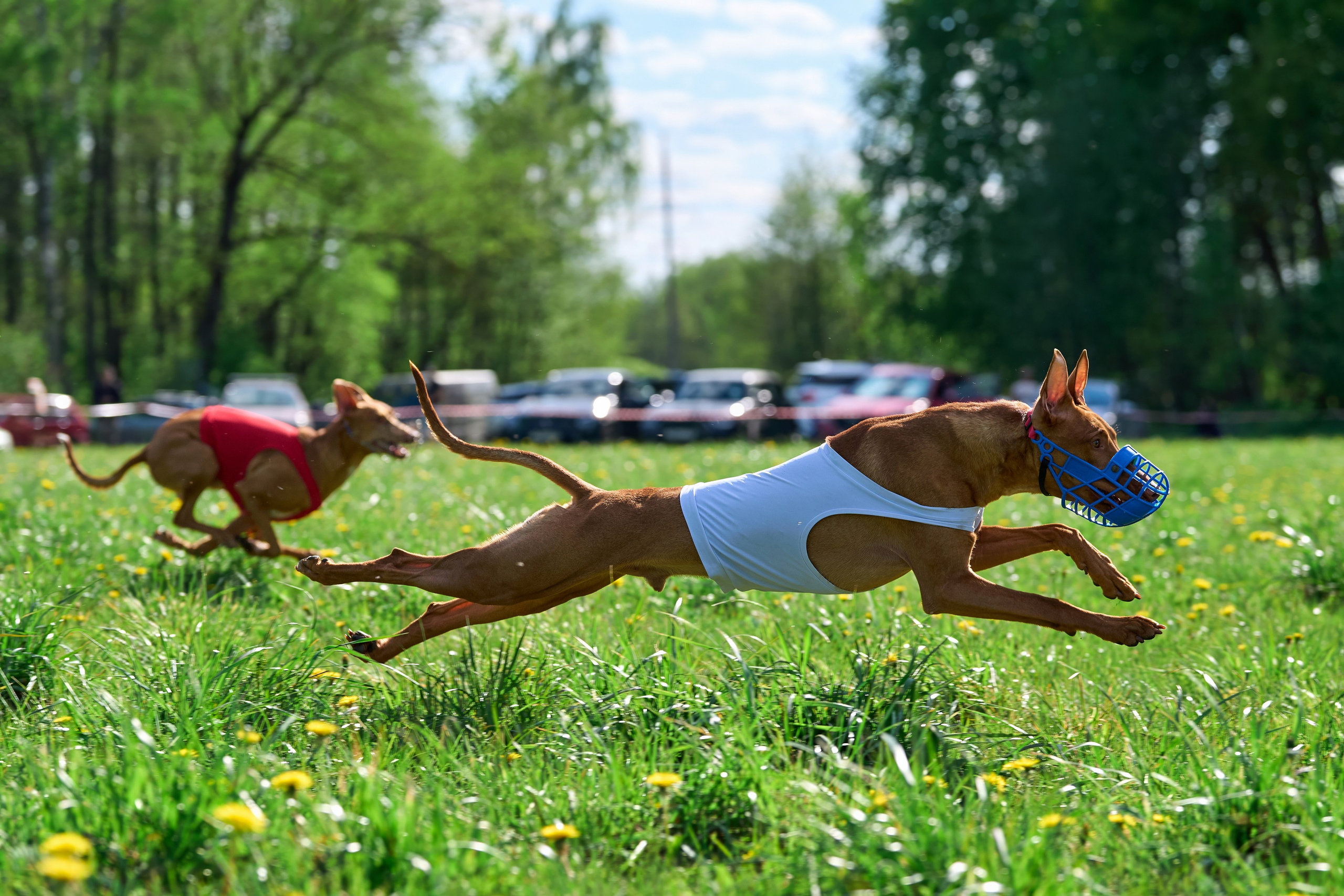 Квалификация по курсингу Донино. Фотограф-анималист Михаил Манухин