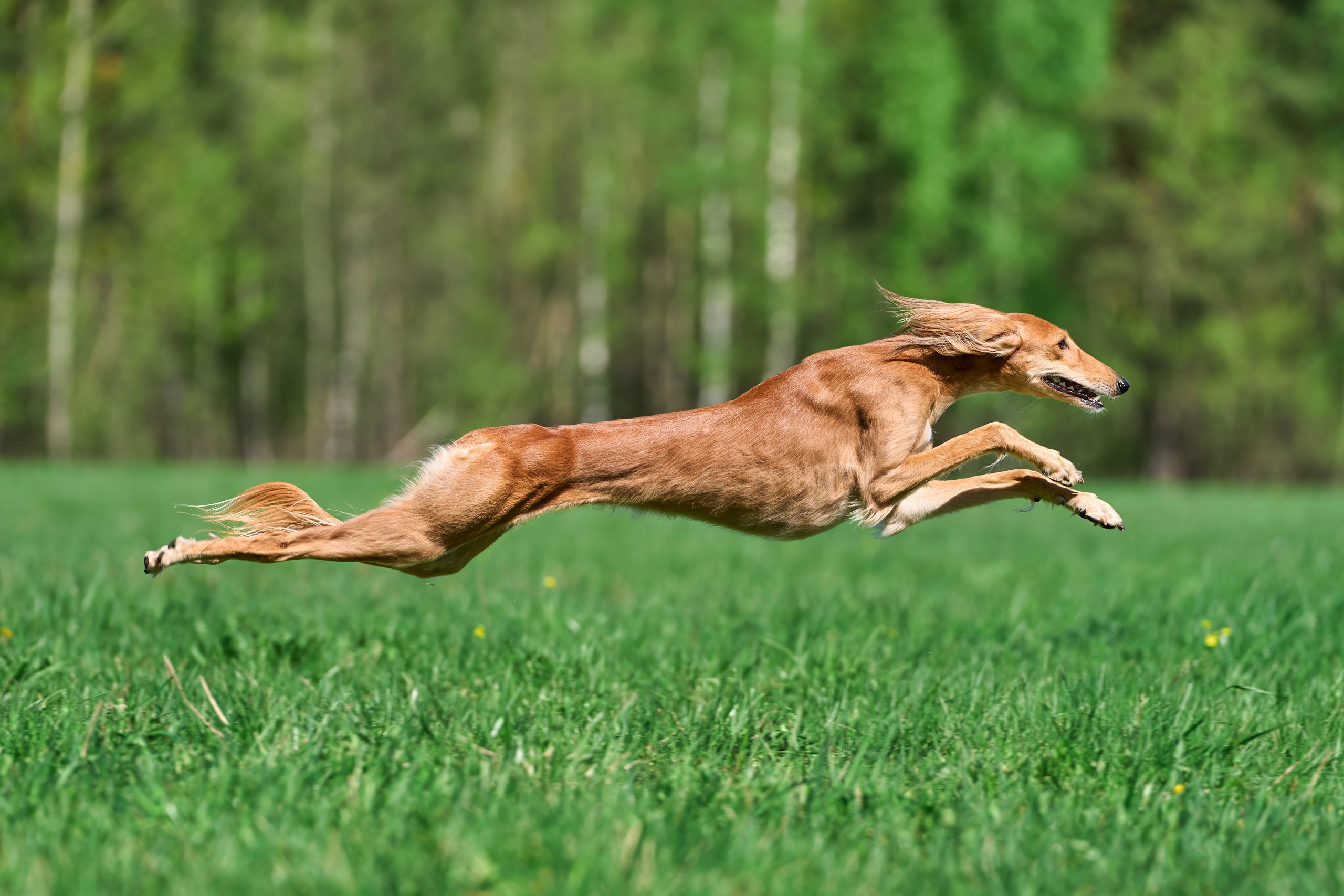 Тренировка по курсингу Донино. Фотограф-анималист Михаил Манухин
