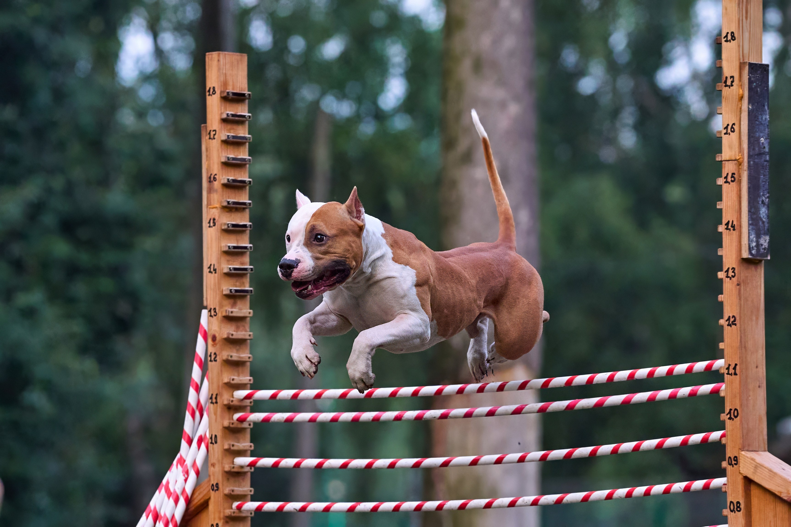 Jump'n'Gym JUMP! — 2024. Фотограф-анималист Михаил Манухин