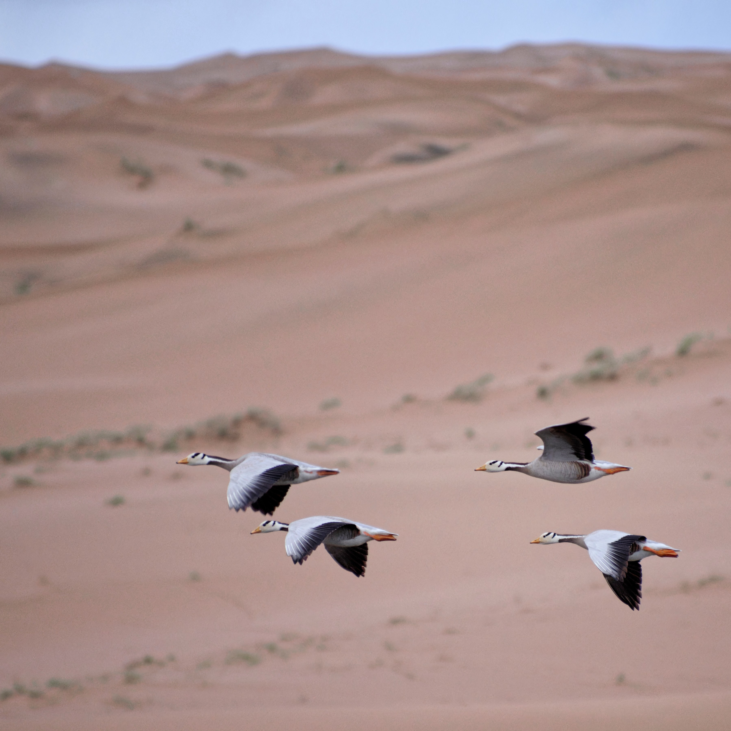Экспедиция в Монголию (котловина больших озер). Семоха Валерий. Фотограф