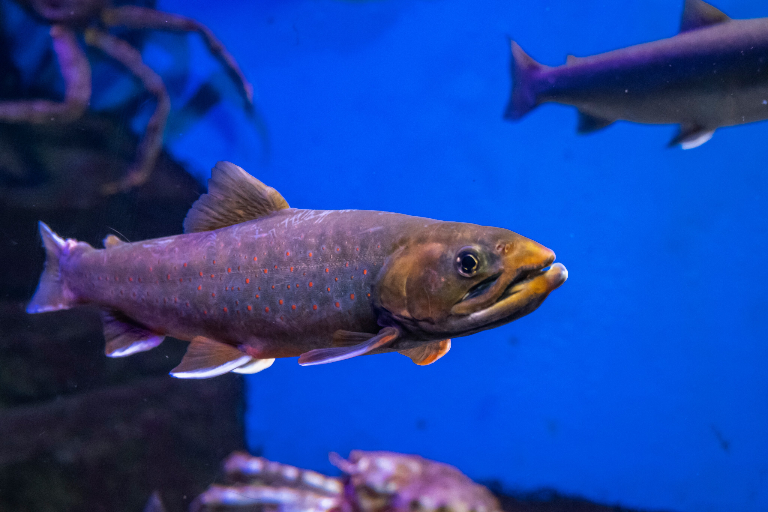 Москвариум. Фотограф Роман Адлер