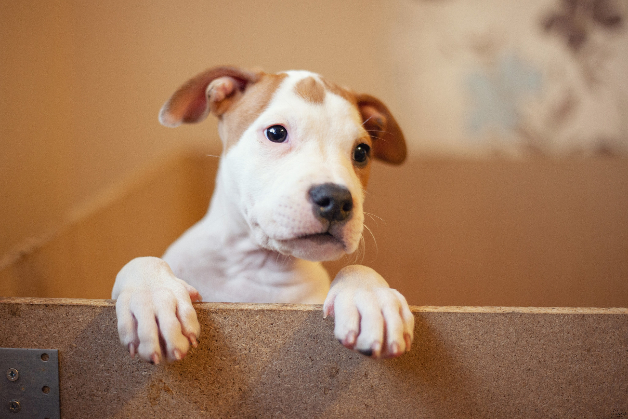 Щенки. Slavilada-Лапки. Свет. Любовь… Профессиональная фотосессия питомцев Для памяти, пристройства и продажи. Хабаровск