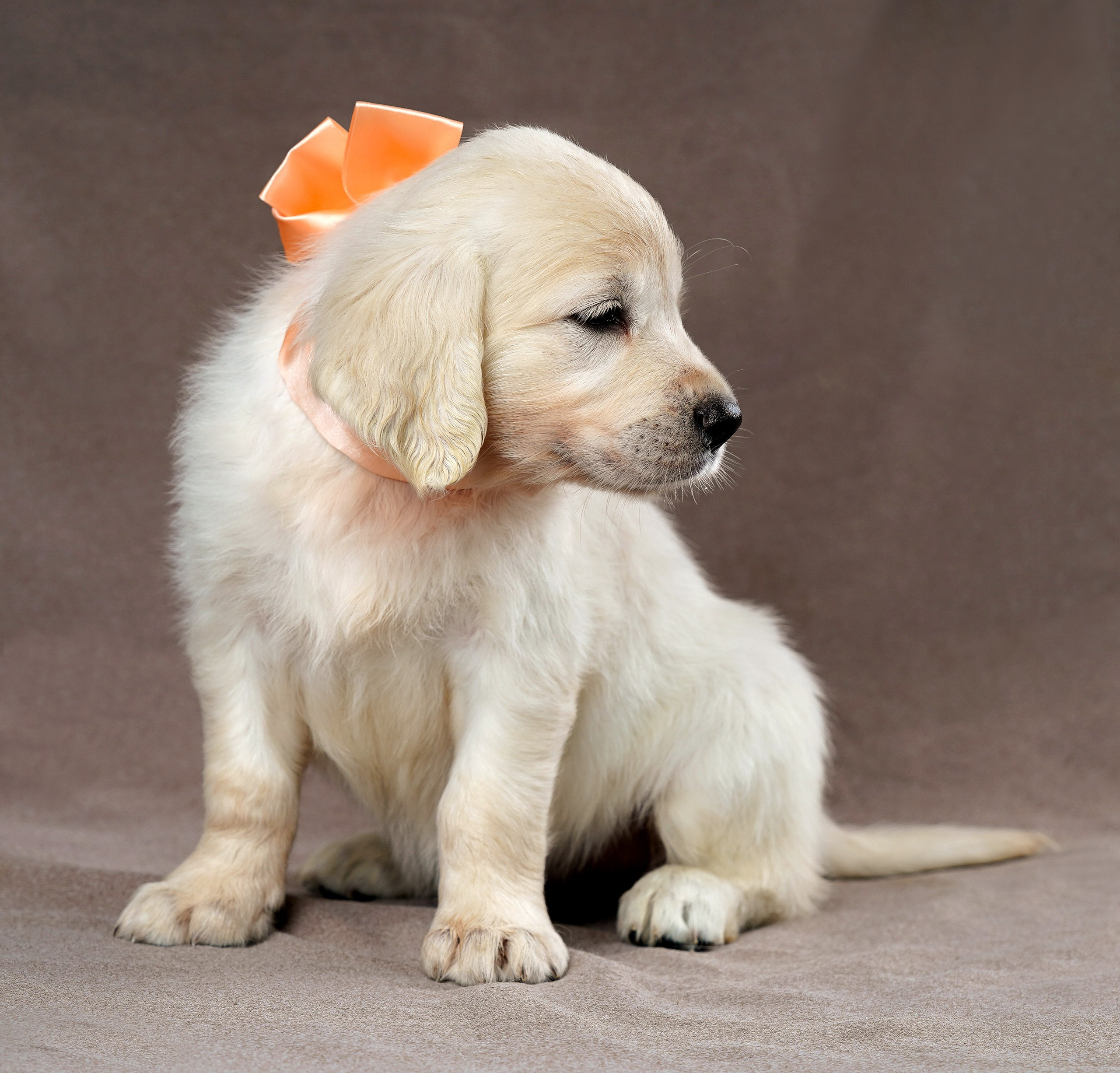 съемка собак, съемка щенков , съемка собак для авито, съемка щенков для авито, грумминг, фотограф животных. фотограф собак,съемка собак Нижний Новгород, съемка собак Бор,