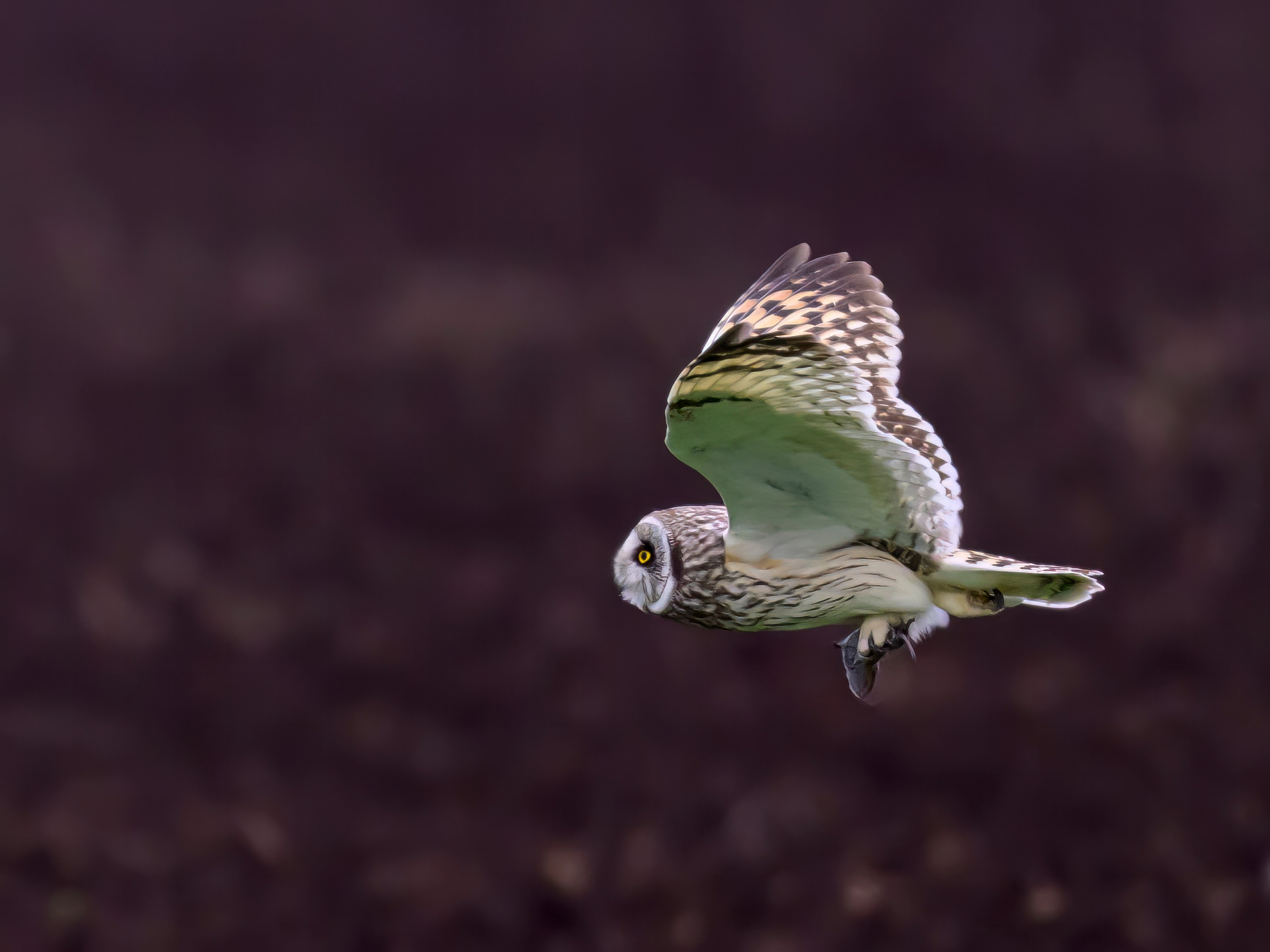 Охота совы и другая живность. Фотограф Сергей Пупонин