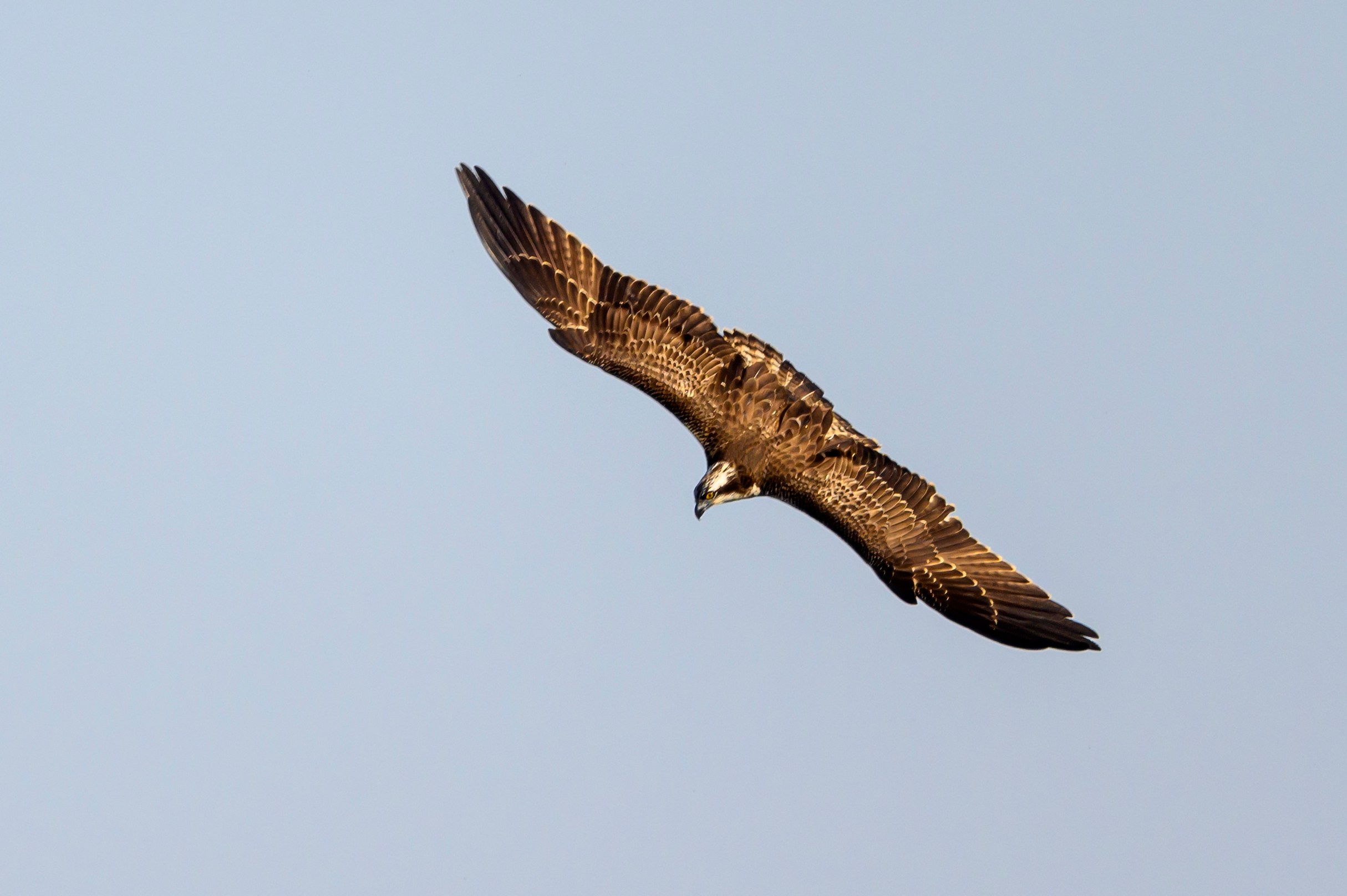 Скопа и канюк. The Osprey and the Buzzard. Фотограф Сергей Пупонин