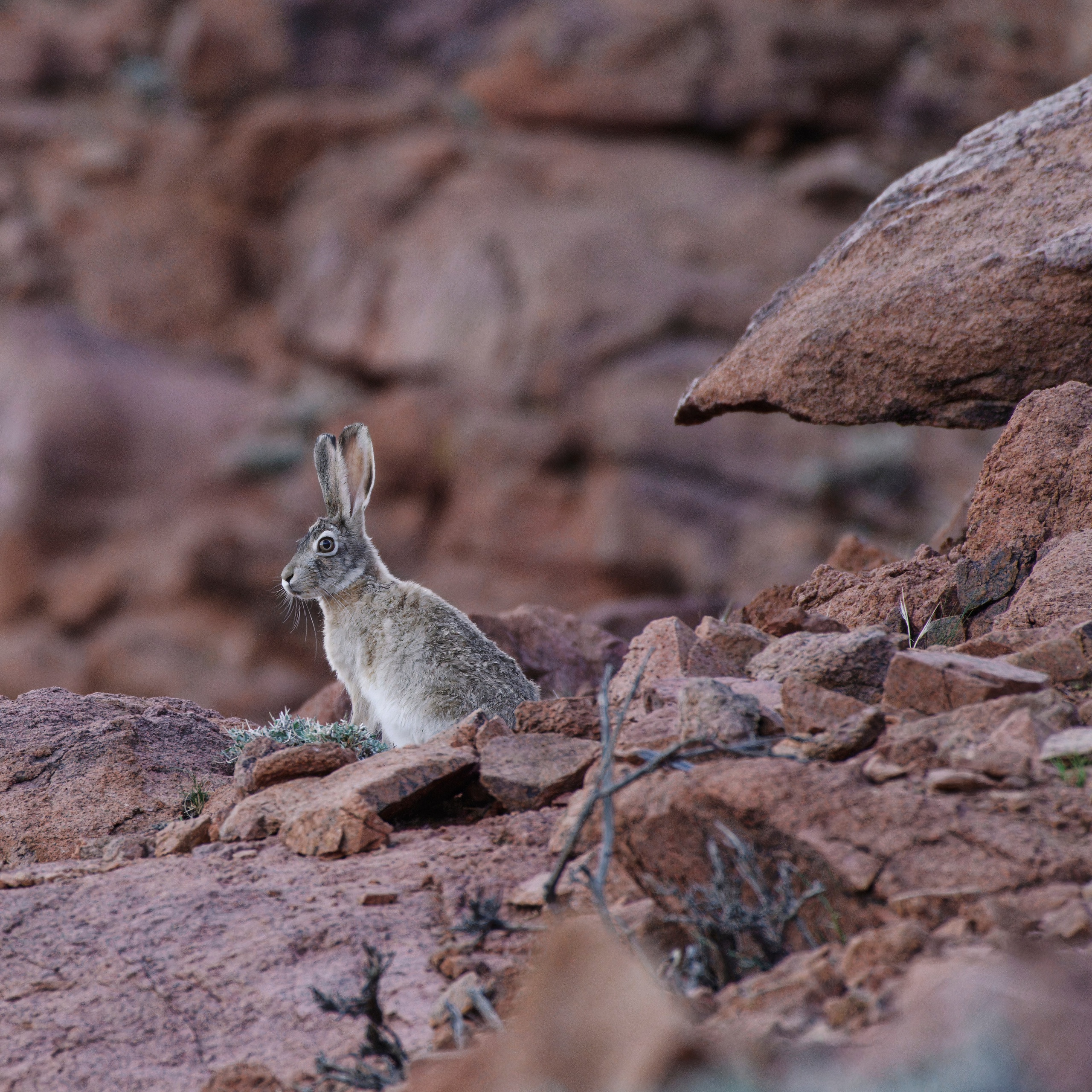 Экспедиция в Монголию (котловина больших озер). Семоха Валерий. Фотограф