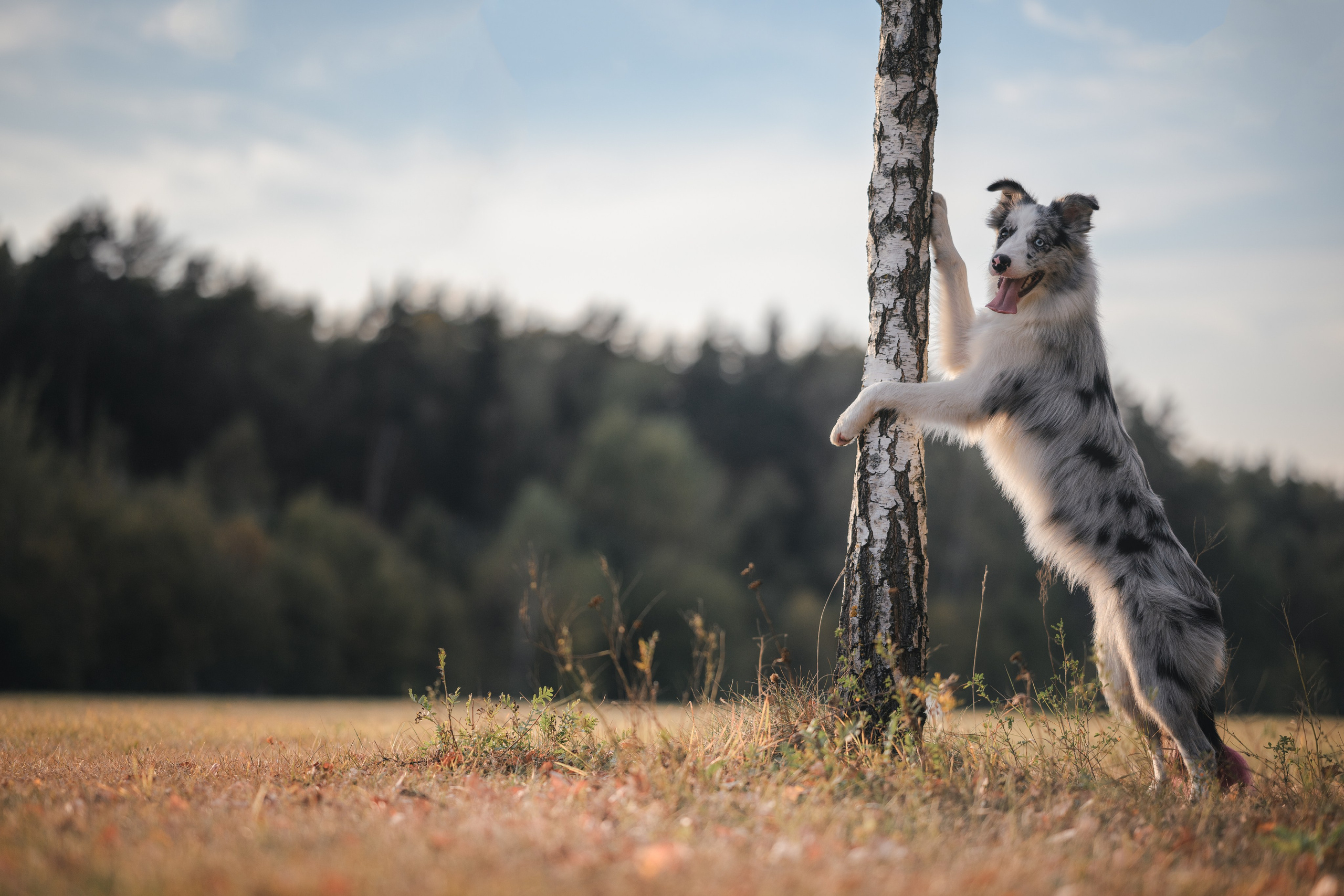 Фотограф Анималист в Москве Анастасия Жучкова