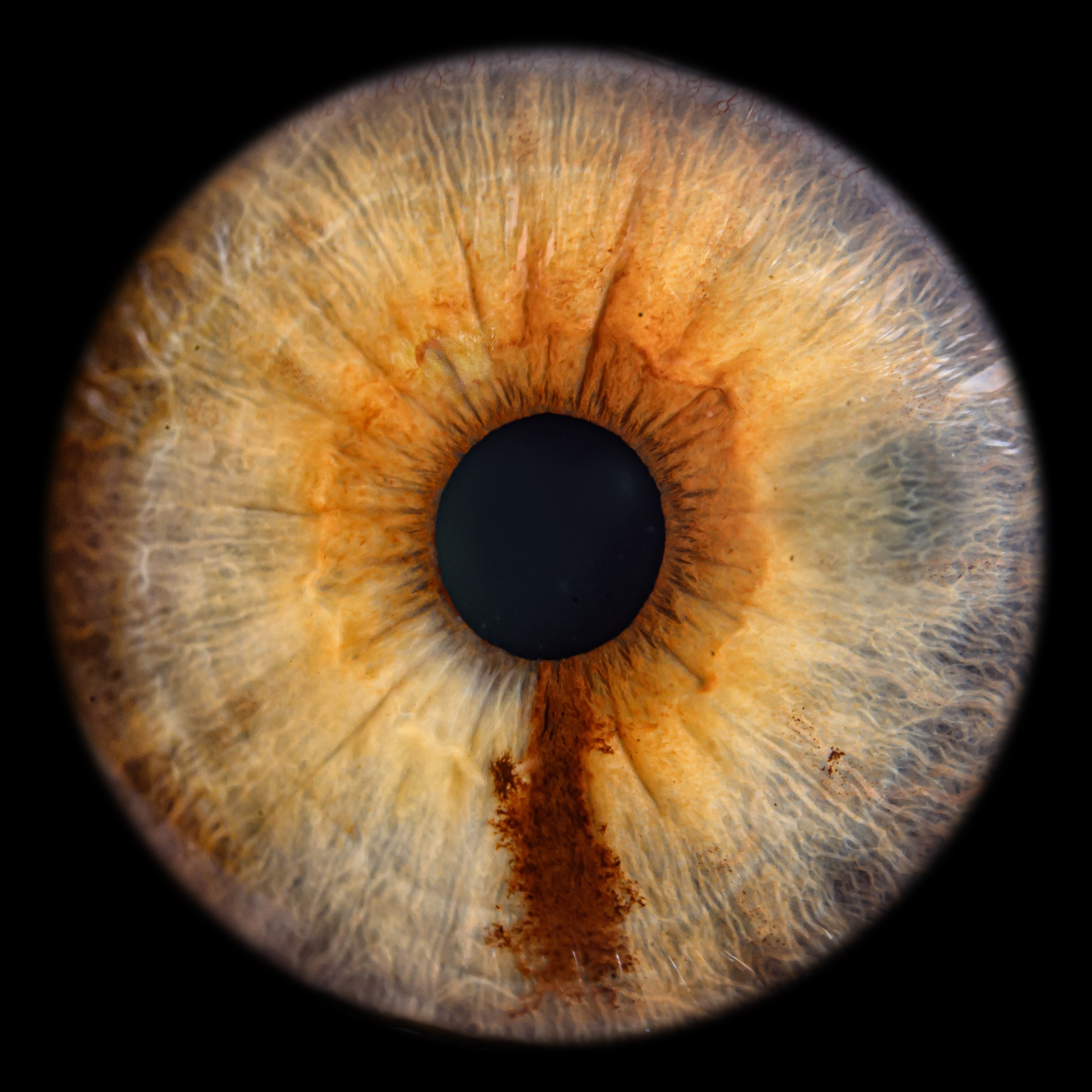 Лучшая фотография радужки глаза в Ростове. Профессиональная фотосъемка. Ростов-на-Дону