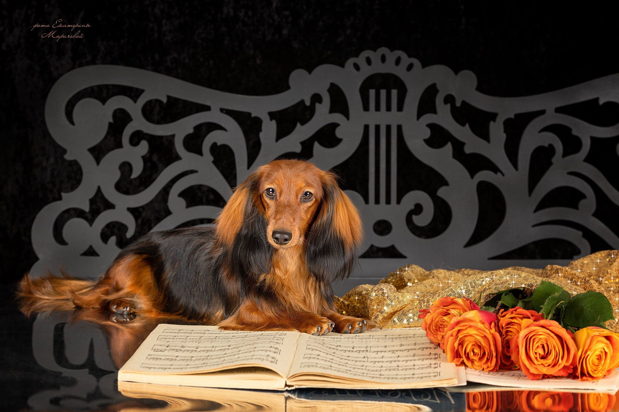 Студийная съёмка на моей территории. Фотограф-анималист в Омске Екатерина Маричева