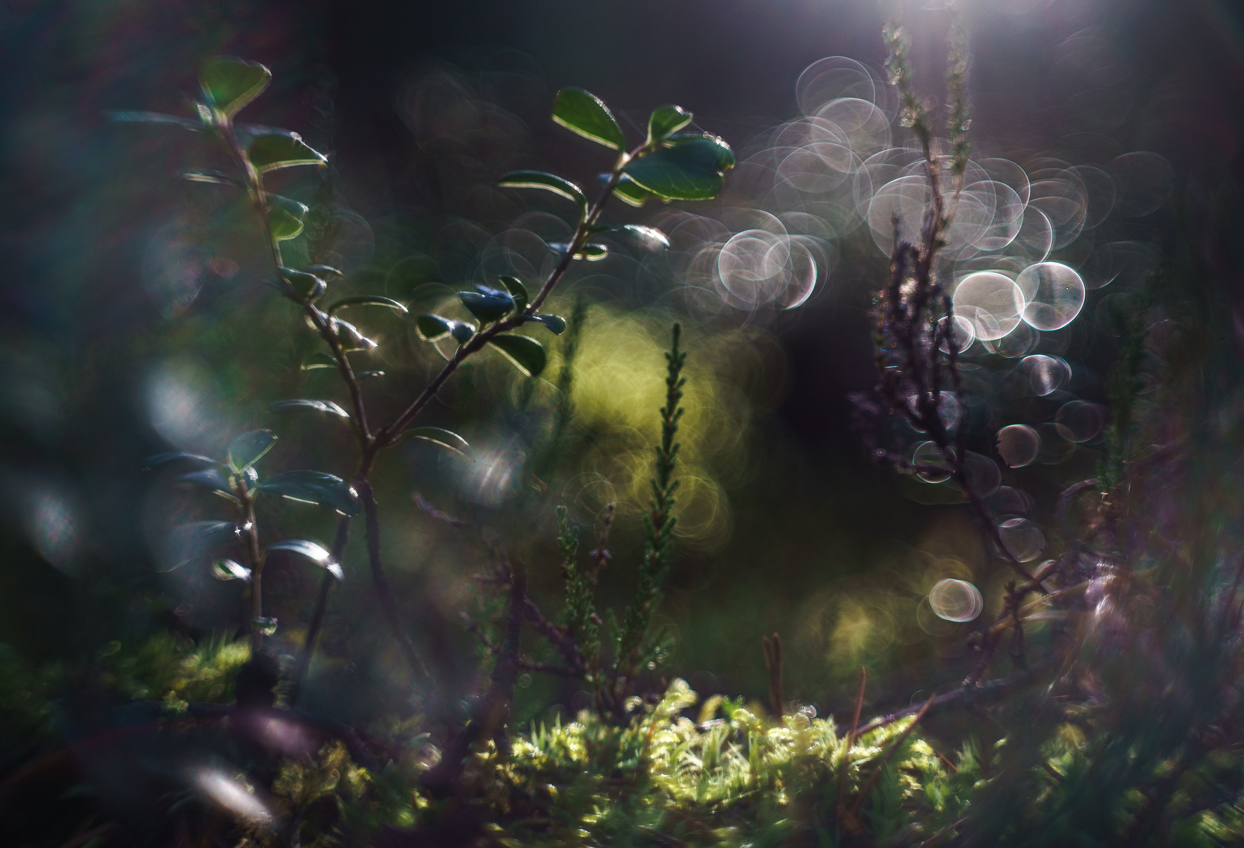 Осень на Карельском перешейке. Сентябрь