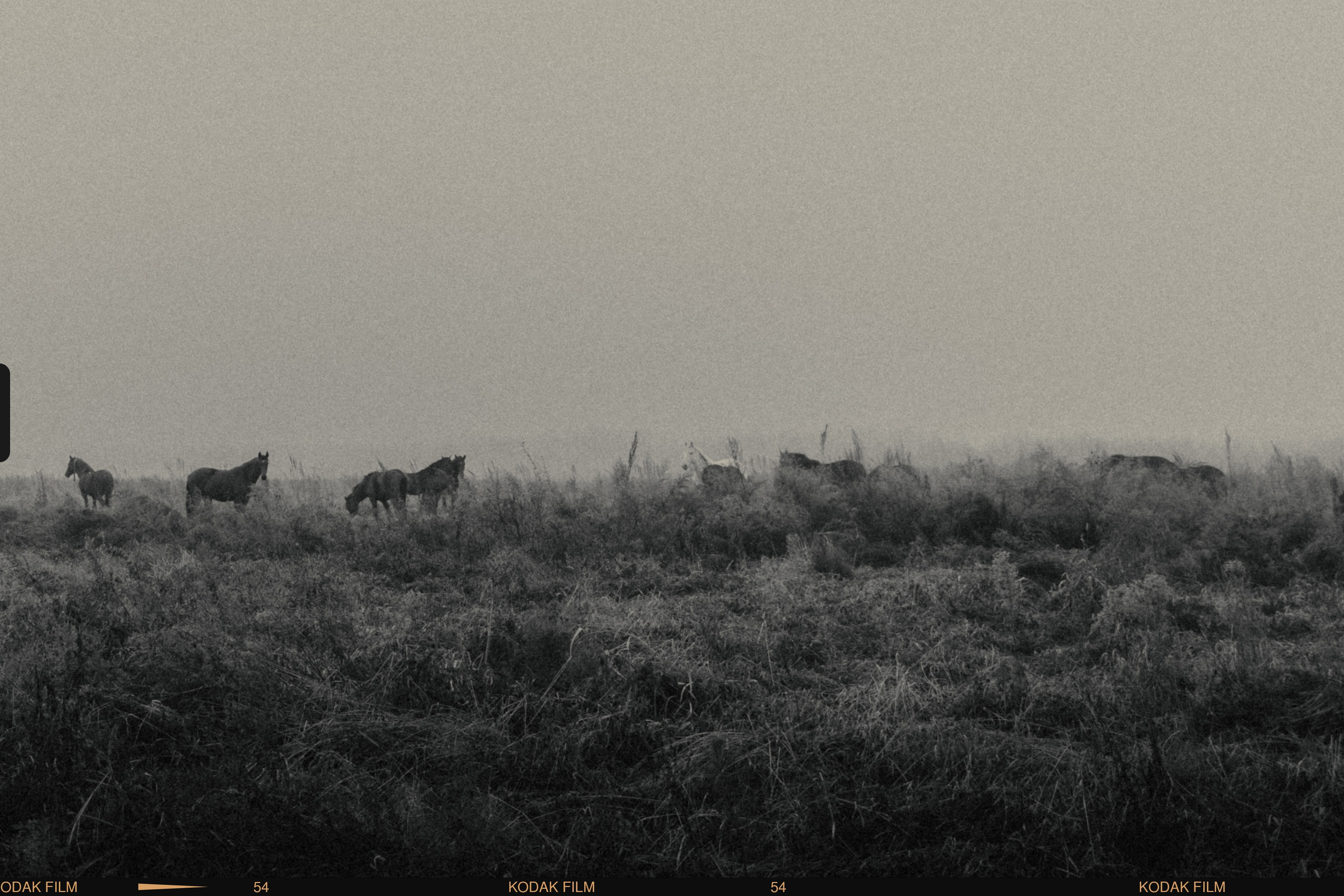 черно белое фото лошадей в поле