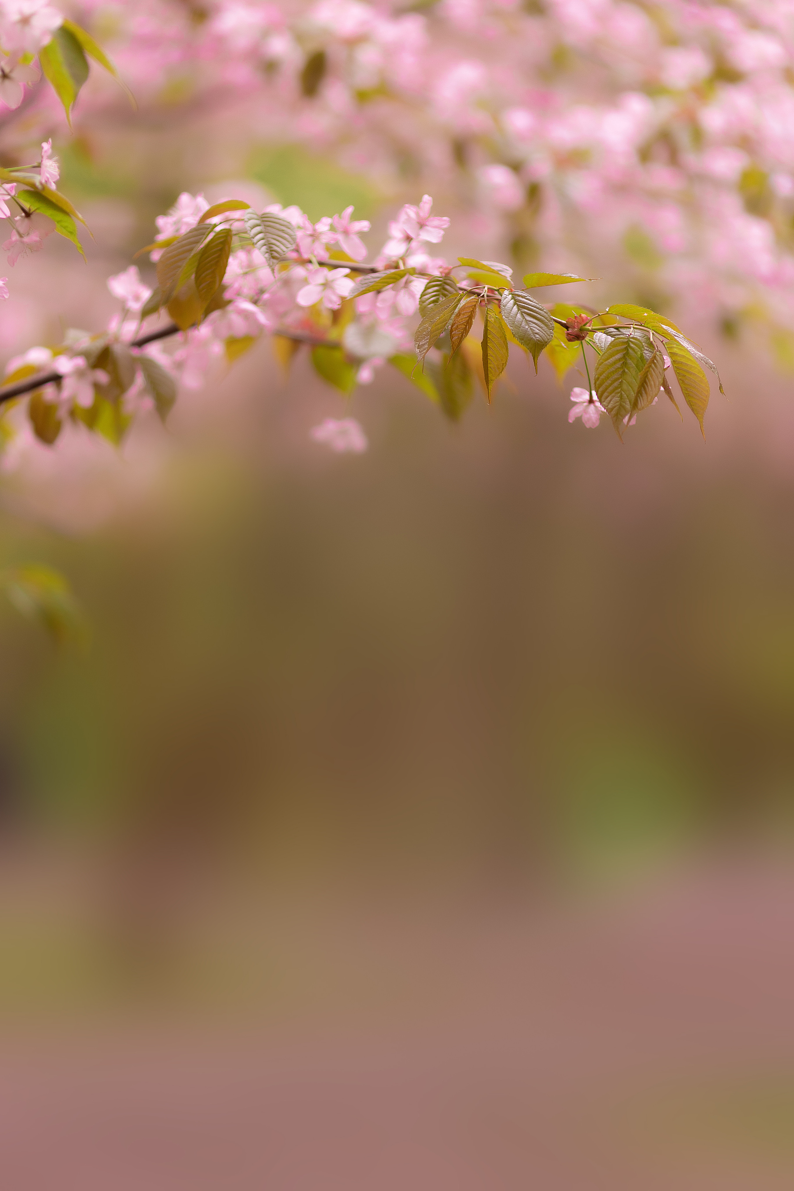 Фотосессия Дианы в цветущей сакуре. Сказочный фотограф в русском стиле в Москве Ангелина Старцева | Русский сказки|Фотосесессия в Азиатском стиле