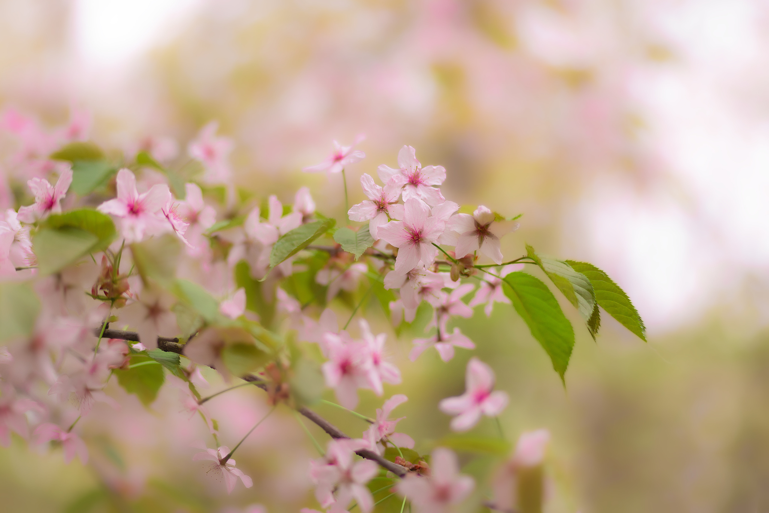 сакура цветет