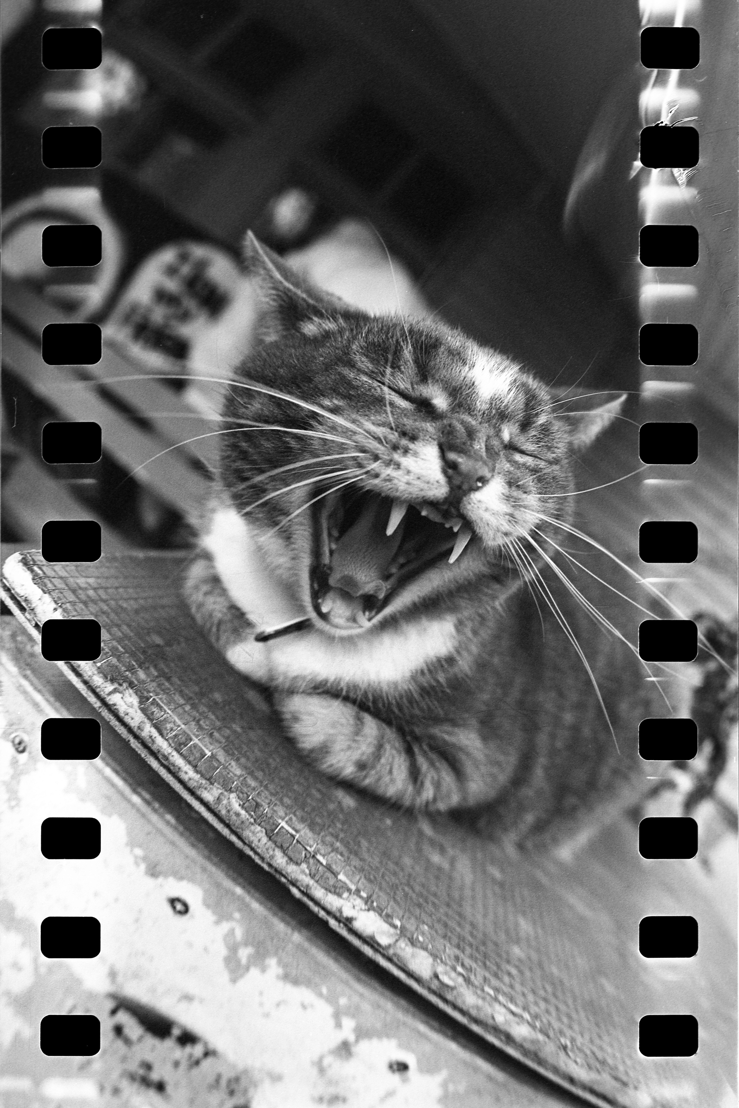 Автор: Серёжа Цюцюра