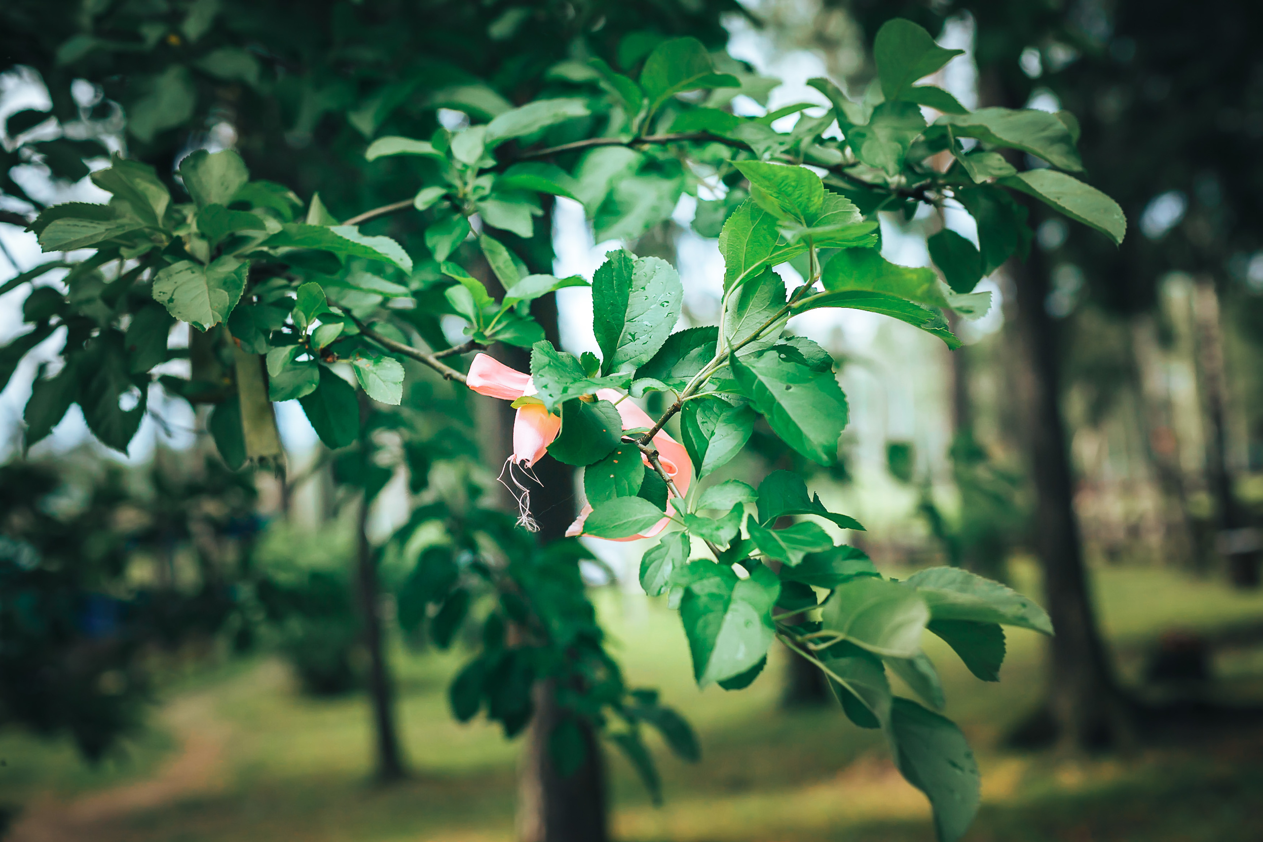 Места для свадебной фотосессии в Щелково