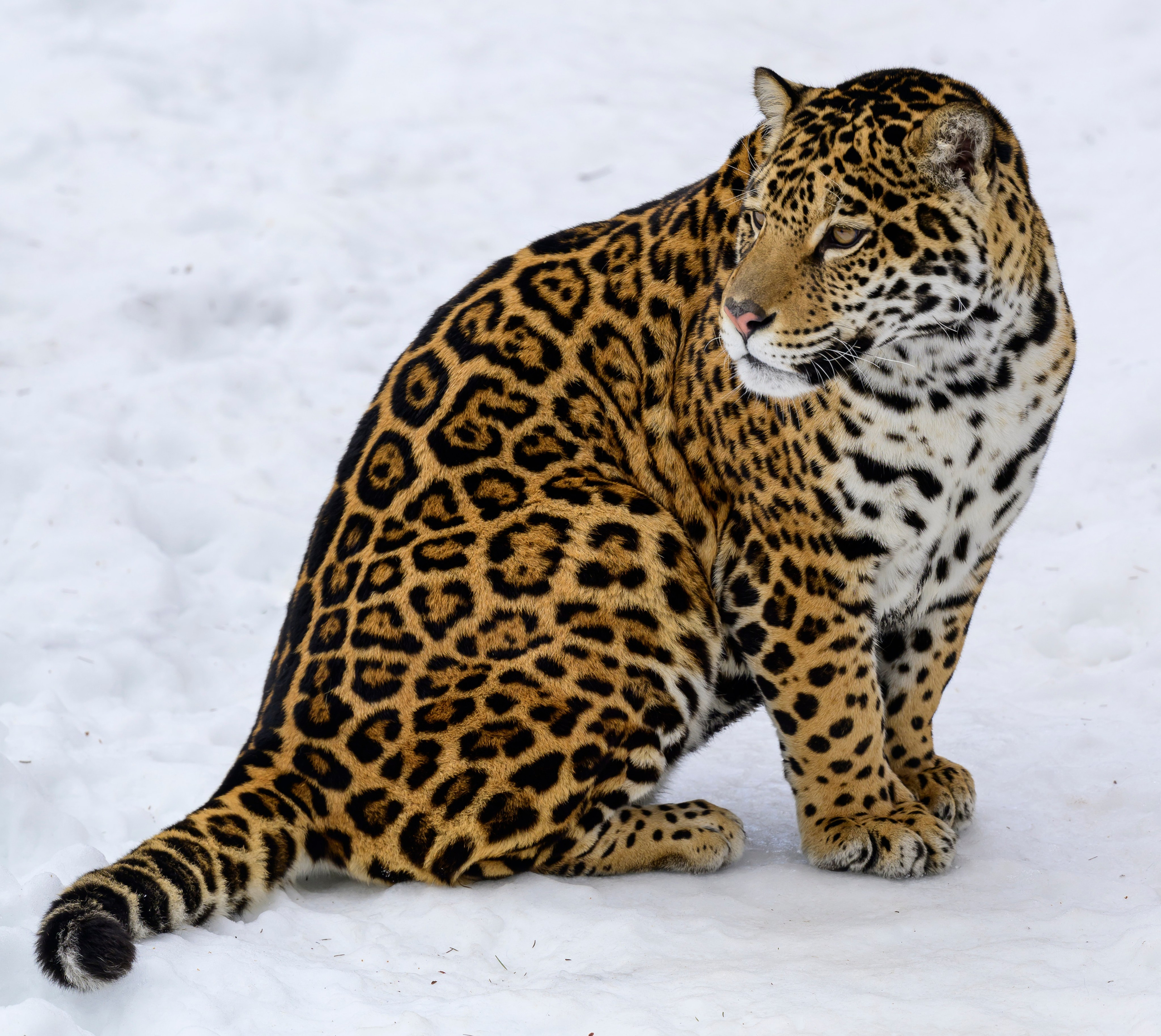 Подмосковный сафари-парк. Wildlife photography by Sergey Puponin