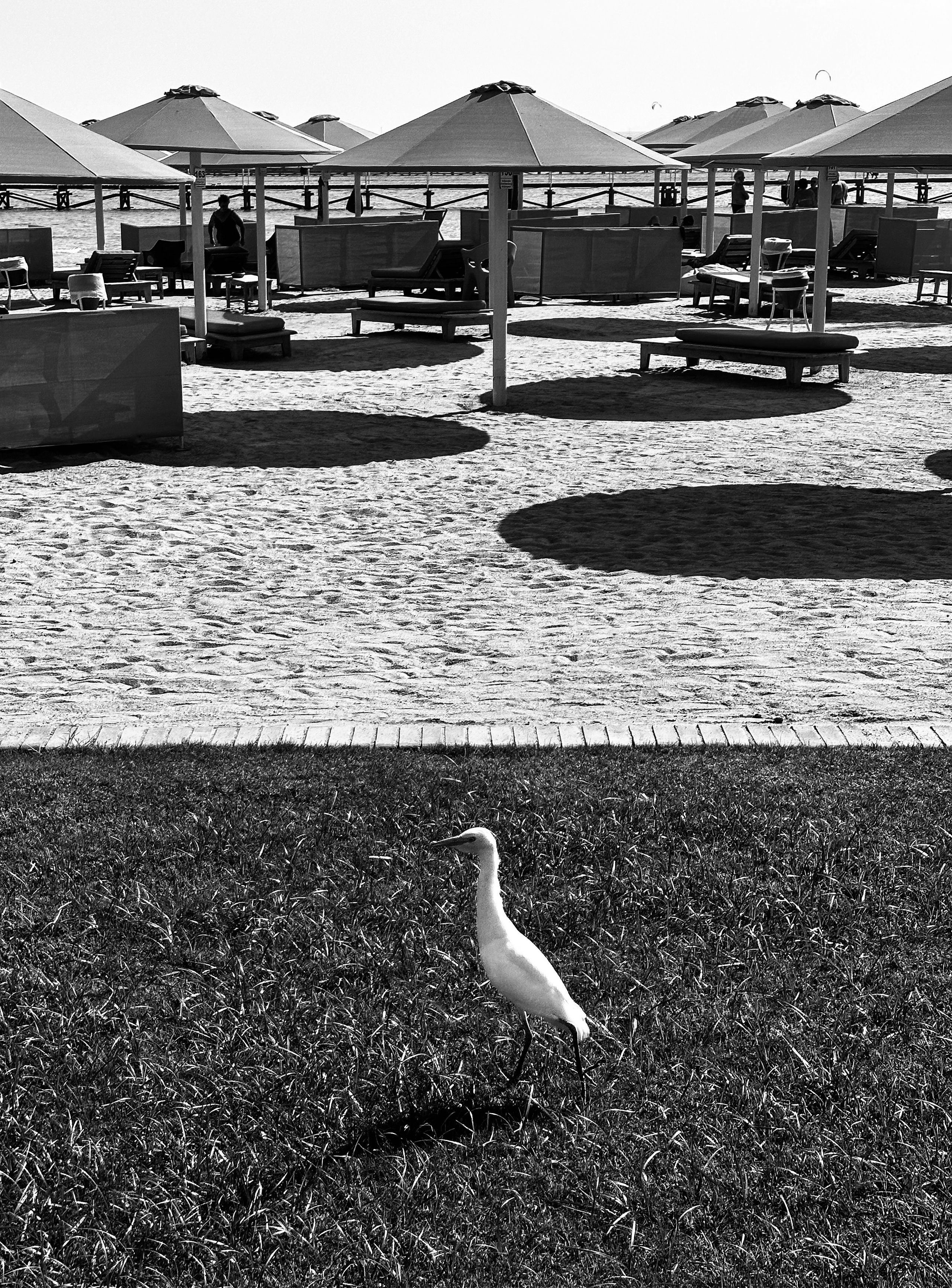 Черно-белая жара. Колесникова Мария Арт-фотограф