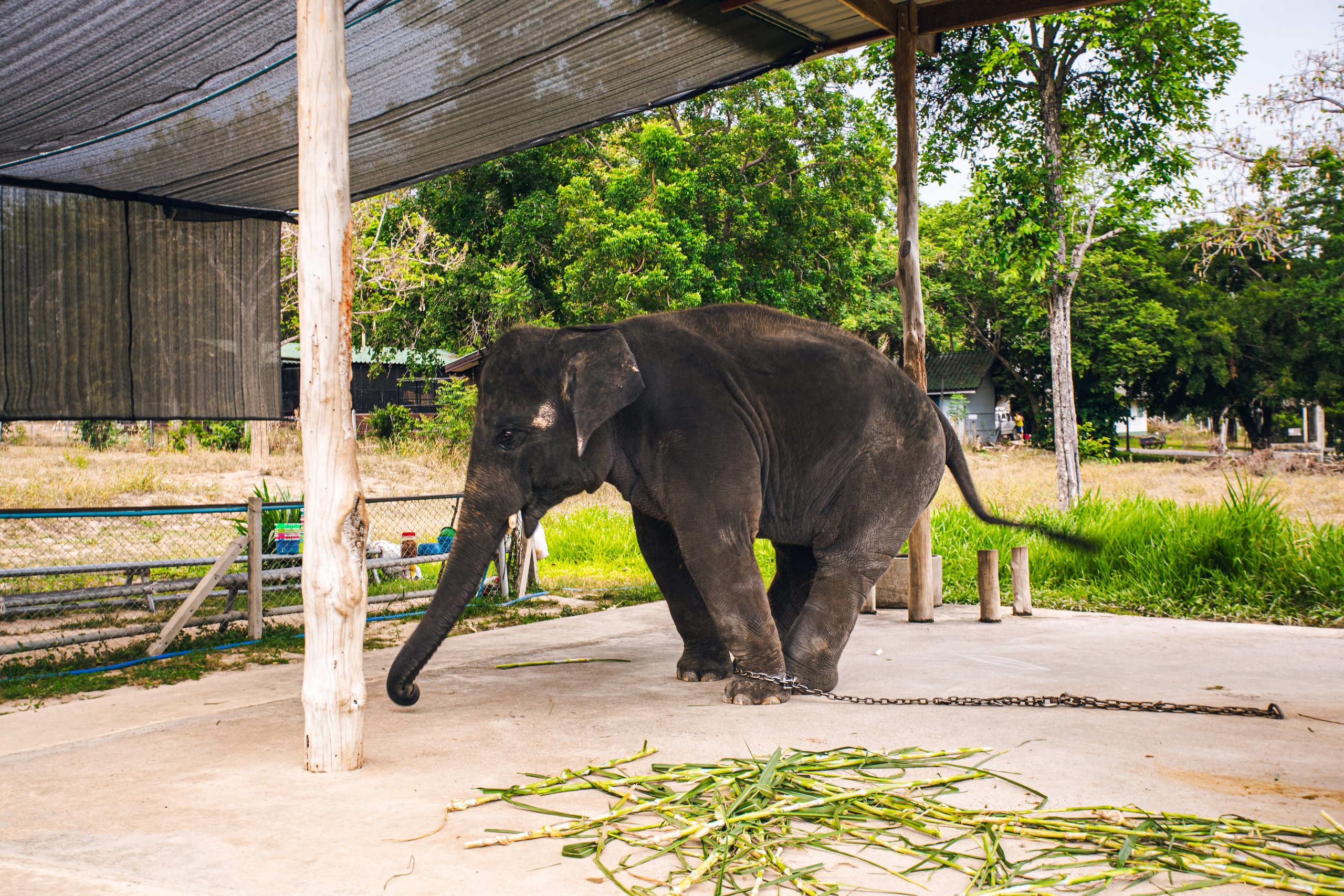 Фототур в Хуахин (Тайланд). Семейный и художественный фотограф в Тюмени Юлия Логинова