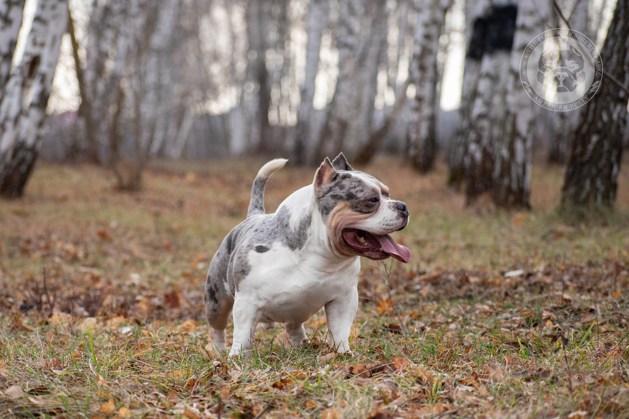 официальный питомник Американских булли в Архангельске