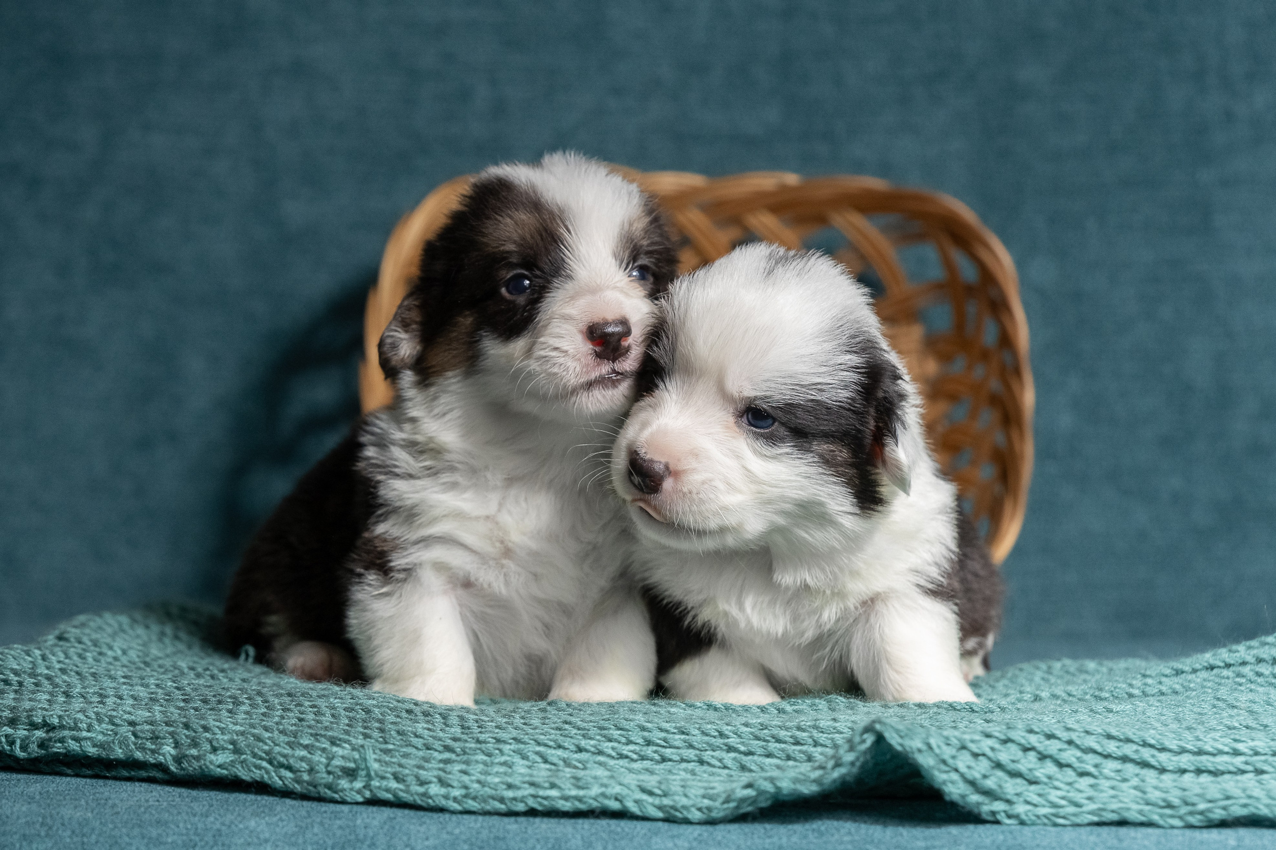 Купить щенка вельш корги кардиган из питомника Ice Fantasy. Купить щенка Вельш-корги-кардиган в семейном питомнике — Ice Fantasy