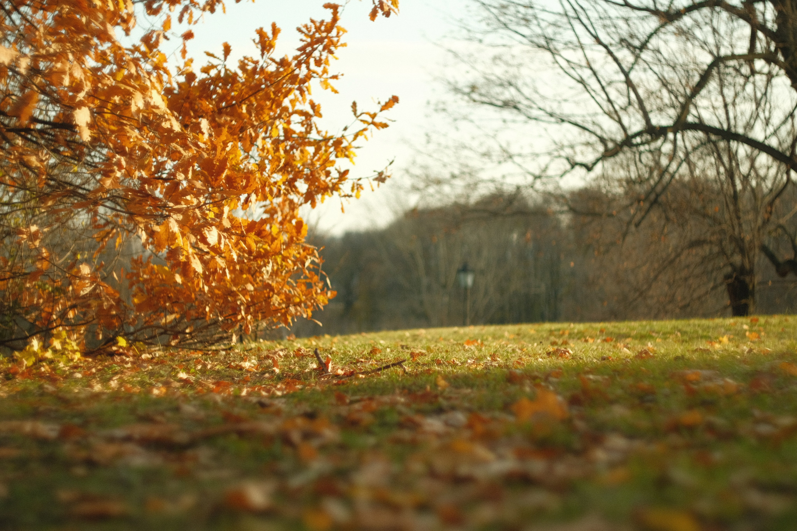 Коломенское, осень, объектив Гелиос 77м4. Фотограф в Москве Максим Скоробогатов